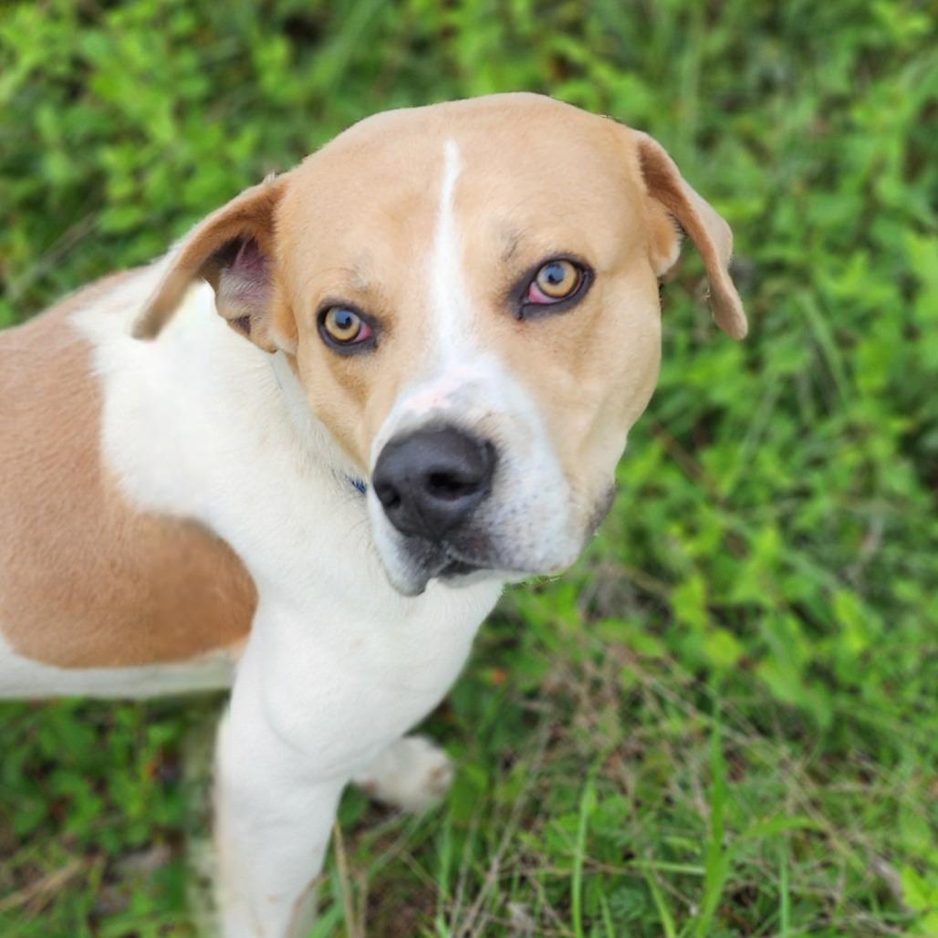 Enlarge Ace, a Adoptable mixed breed in Denison, TX image 2/3