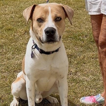 Enlarge Ace, a Adoptable mixed breed in Denison, TX image 4/6