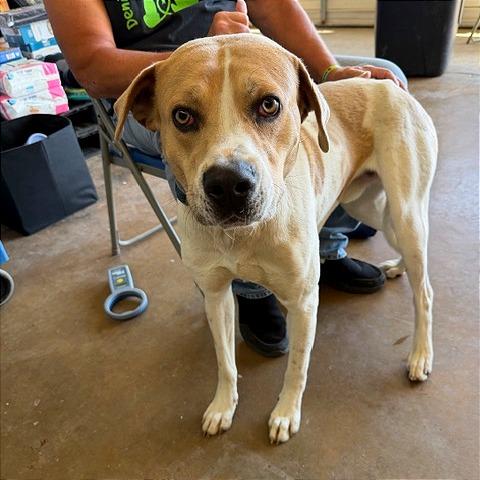 Enlarge Ace, a Adoptable mixed breed in Denison, TX image 3/3