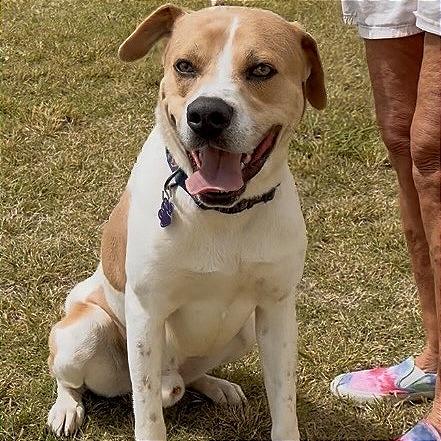 Enlarge Ace, a Adoptable mixed breed in Denison, TX image 6/6