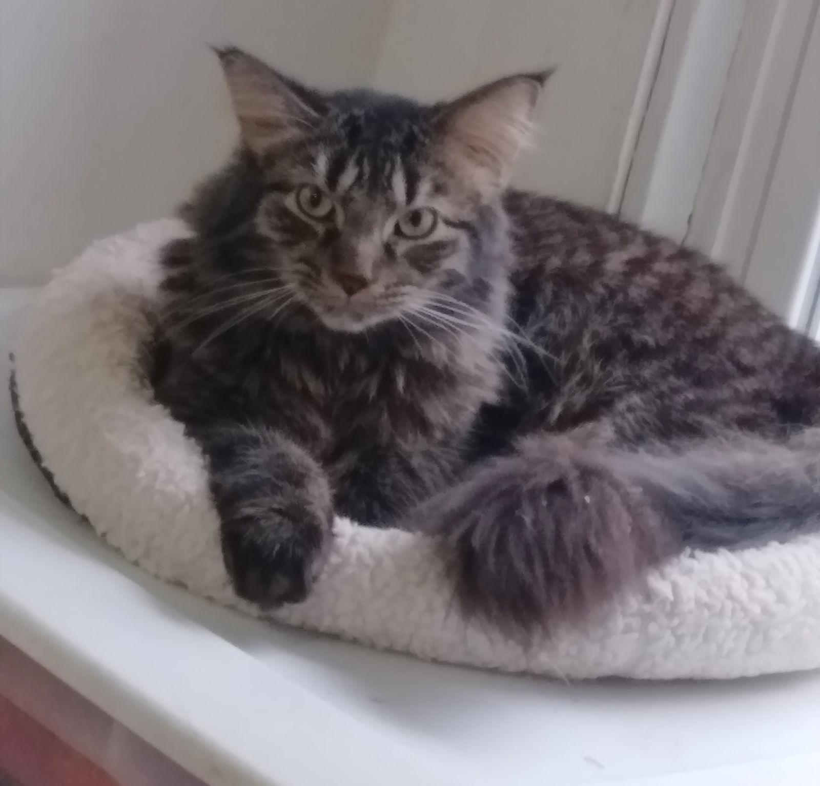 Enlarge SID, a Adopted Domestic Long Hair in Northfield, OH image 1/1