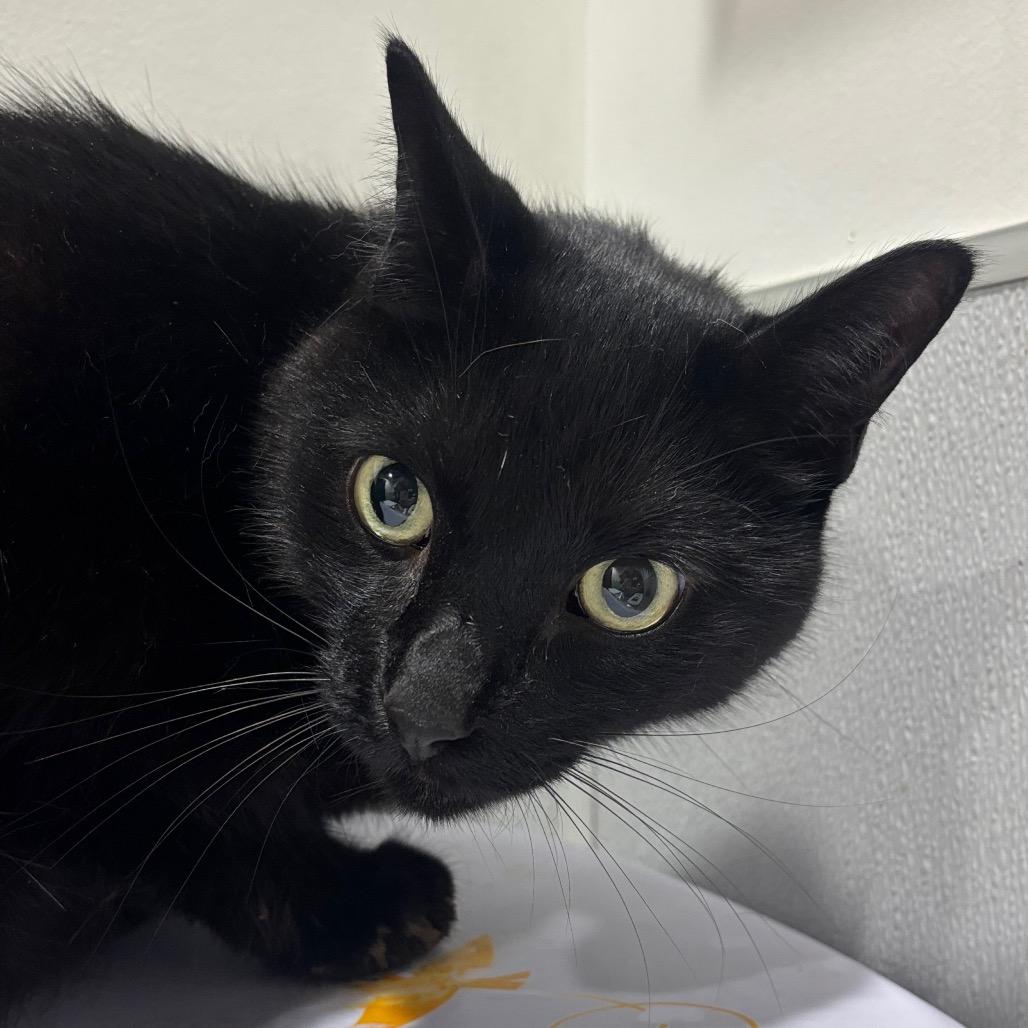 Nero, Adoptable, Senior Male Domestic Short Hair & Mixed Breed.