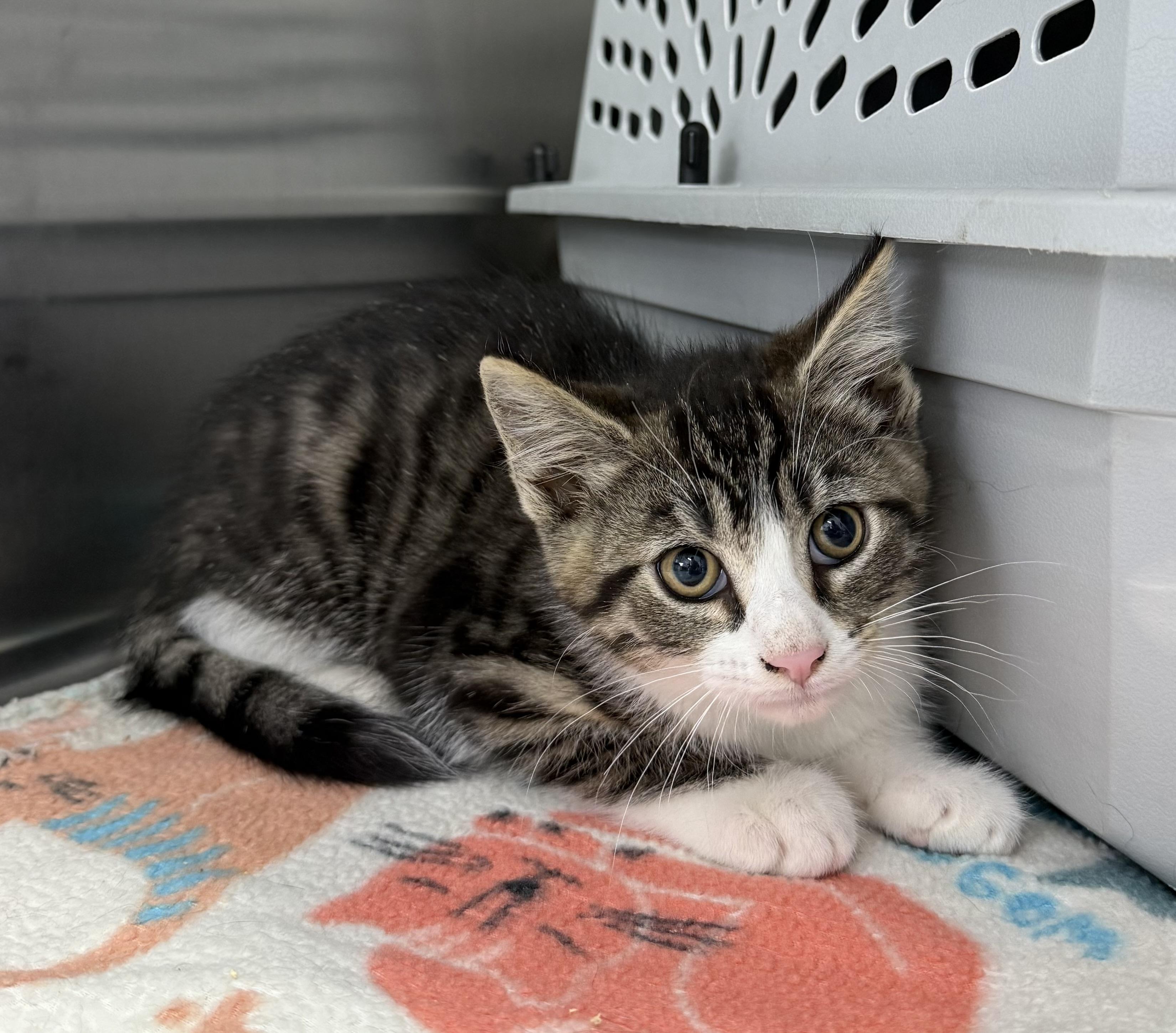 Serrano, ADOPTABLE, Kitten Male Domestic Short Hair.