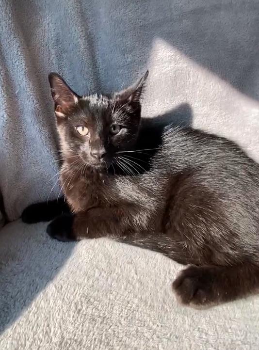 Binx, an adoptable Domestic Short Hair in Crookston, MN, 56716 | Photo Image 1