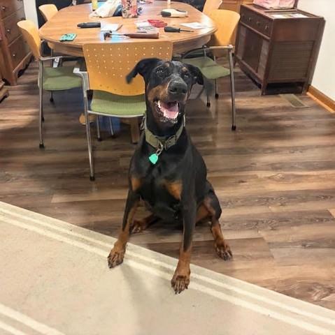 Enlarge Marley, a ADOPTABLE Doberman Pinscher in Knoxville, TN image 1/1