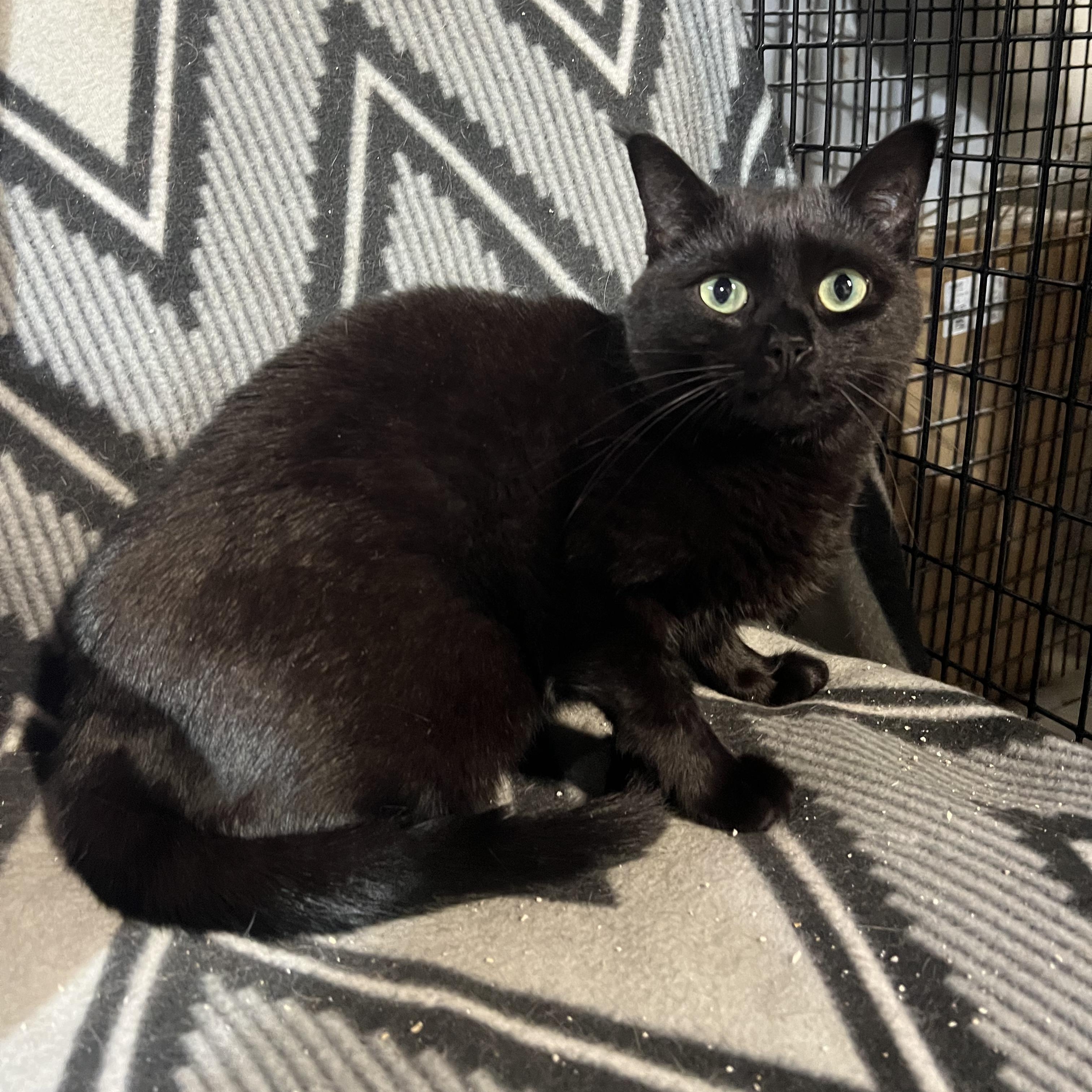 Cassie, ADOPTABLE, Adult Female Domestic Short Hair.