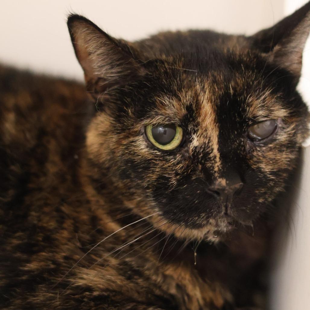 Cecile, Adoptable, Senior Female Domestic Short Hair.