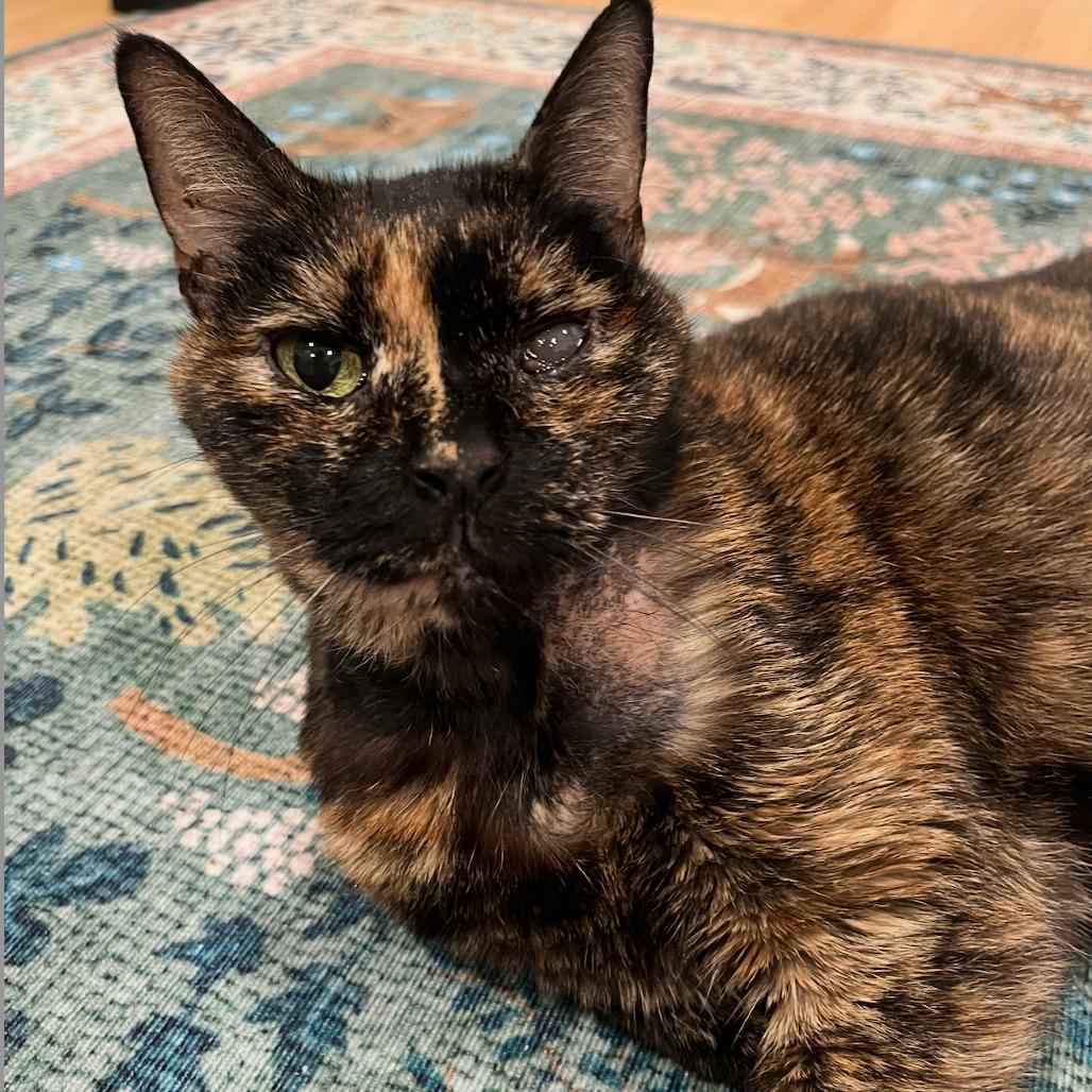 Cecile, Adoptable, Senior Female Domestic Short Hair.