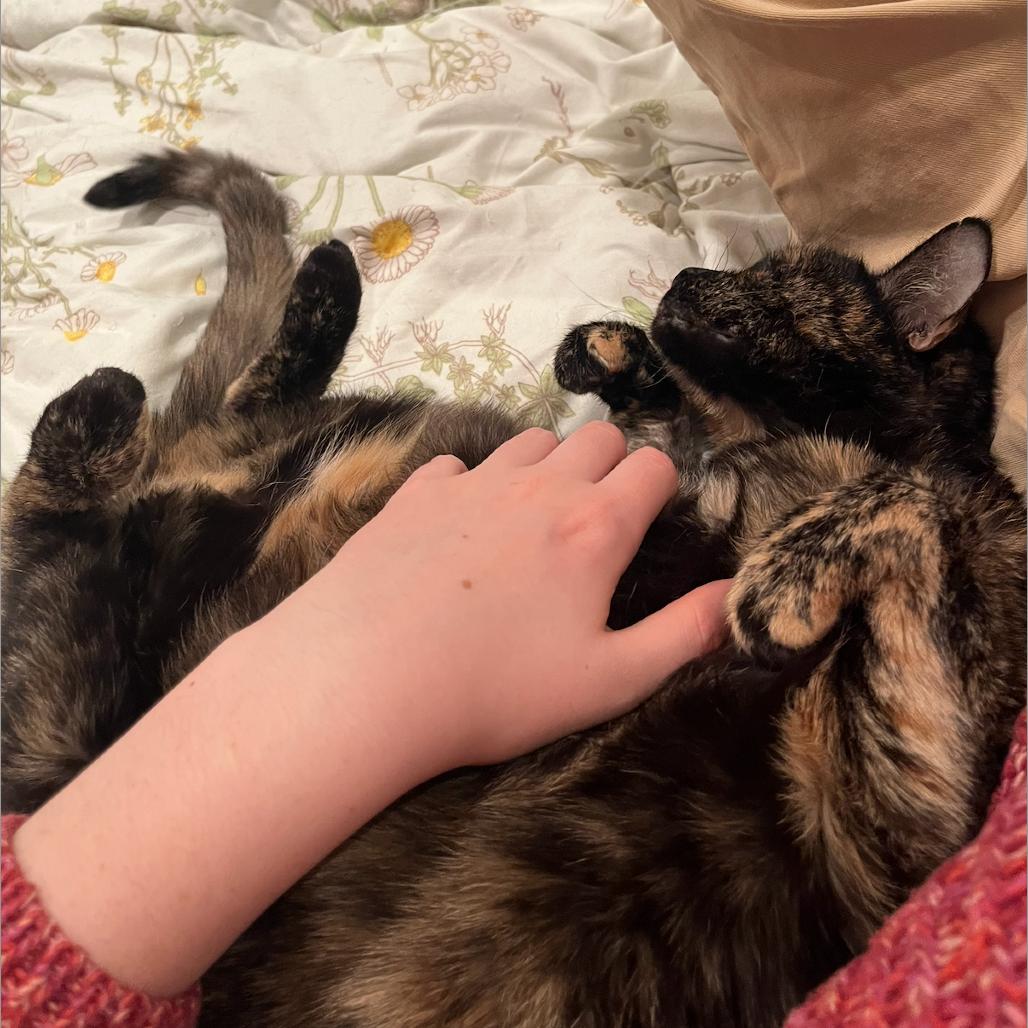 Enlarge Cecile, a Adoptable Domestic Short Hair in Philadelphia, PA image 4/6