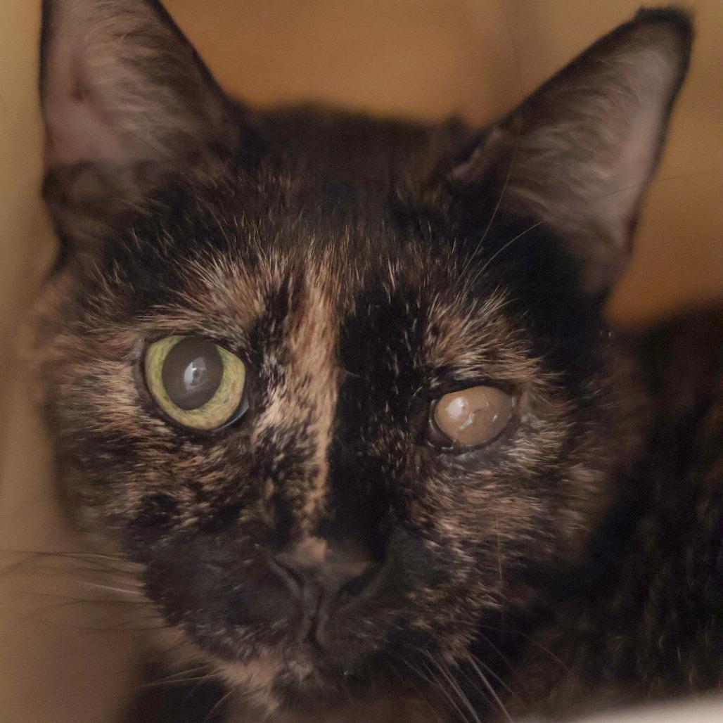 Enlarge Cecile, a Adoptable Domestic Short Hair in Philadelphia, PA image 6/6