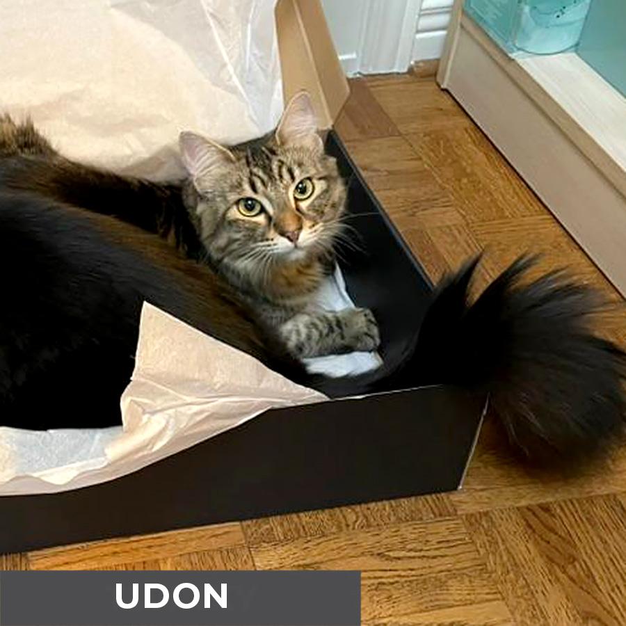 Enlarge Udon, a Adoptable Domestic Medium Hair in Etobicoke, ON image 3/5