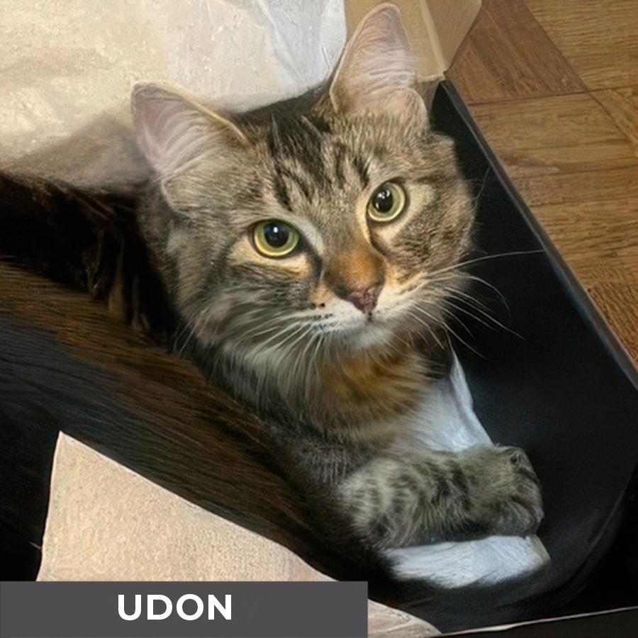 Enlarge Udon, a Adoptable Domestic Medium Hair in Etobicoke, ON image 1/5