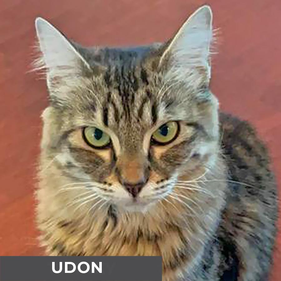 Enlarge Udon, a Adoptable Domestic Medium Hair in Etobicoke, ON image 4/5