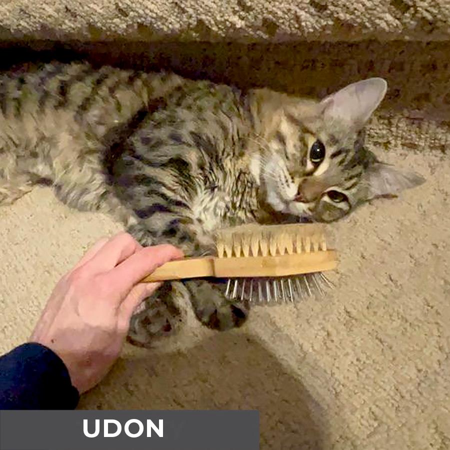 Enlarge Udon, a Adoptable Domestic Medium Hair in Etobicoke, ON image 2/5