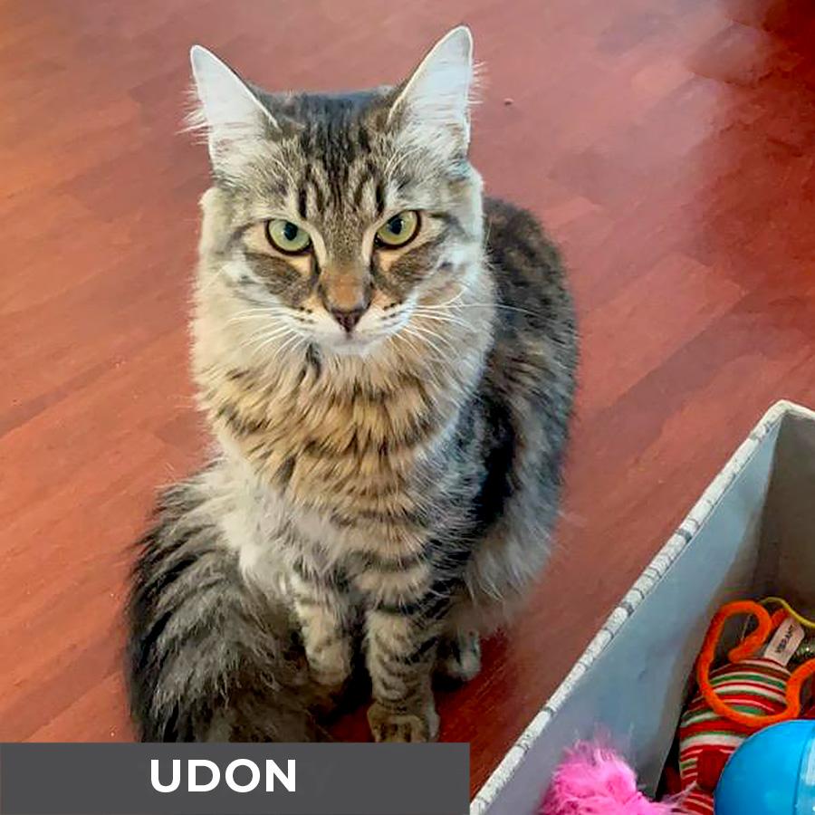 Enlarge Udon, a Adoptable Domestic Medium Hair in Etobicoke, ON image 5/5
