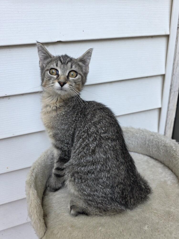 Roar, Adoptable, Kitten Female Domestic Short Hair.