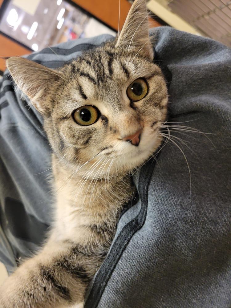 Roar, Adoptable, Kitten Female Domestic Short Hair.