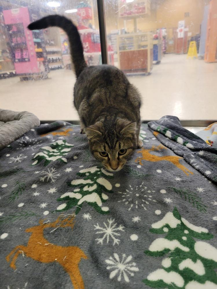 Enlarge Roar, a Adoptable Domestic Short Hair in Lorain, OH image 2/6