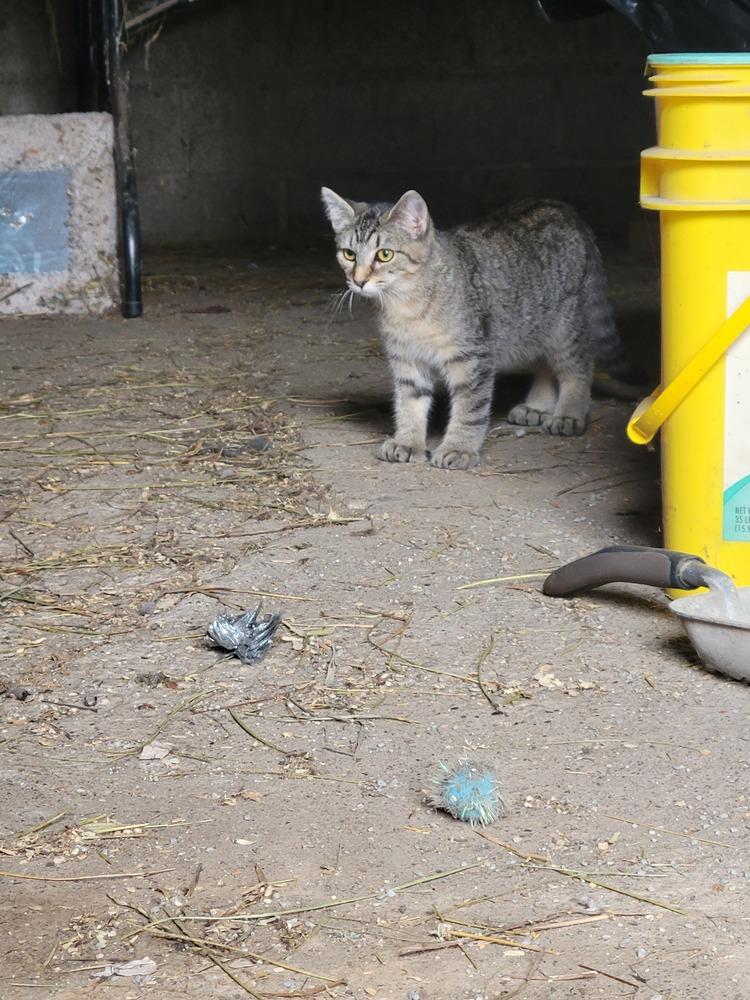 Roar, a Adoptable Domestic Short Hair in Lorain, OH image 2/6