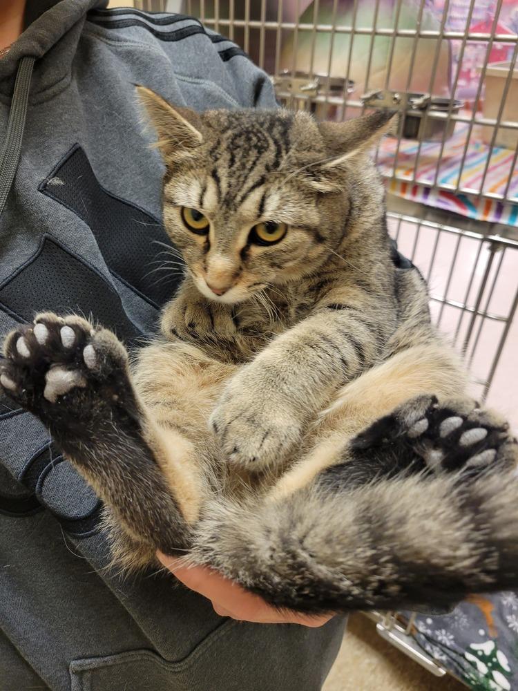 Enlarge Roar, a Adoptable Domestic Short Hair in Lorain, OH image 3/6