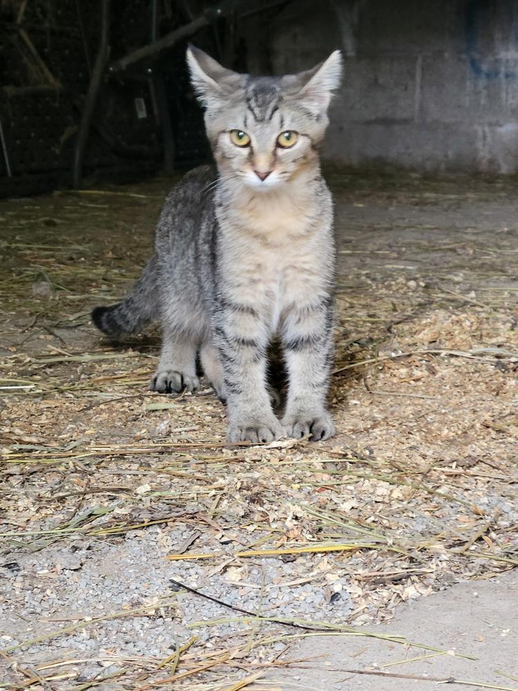 Roar, a Adoptable Domestic Short Hair in Lorain, OH image 3/6