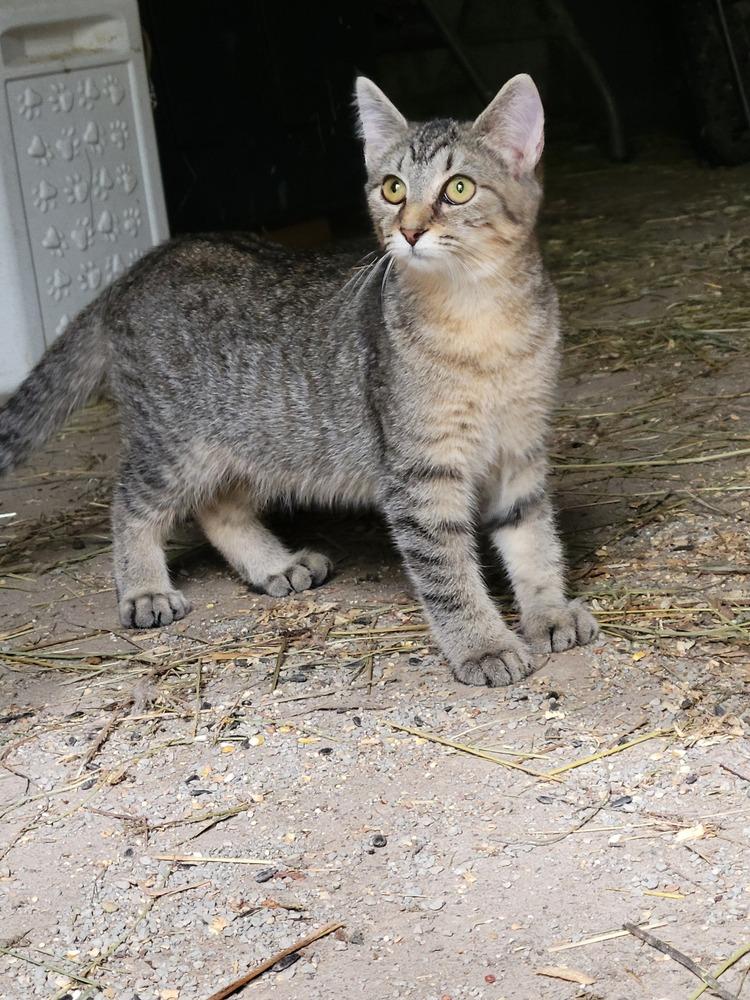 Roar, a Adoptable Domestic Short Hair in Lorain, OH image 4/6