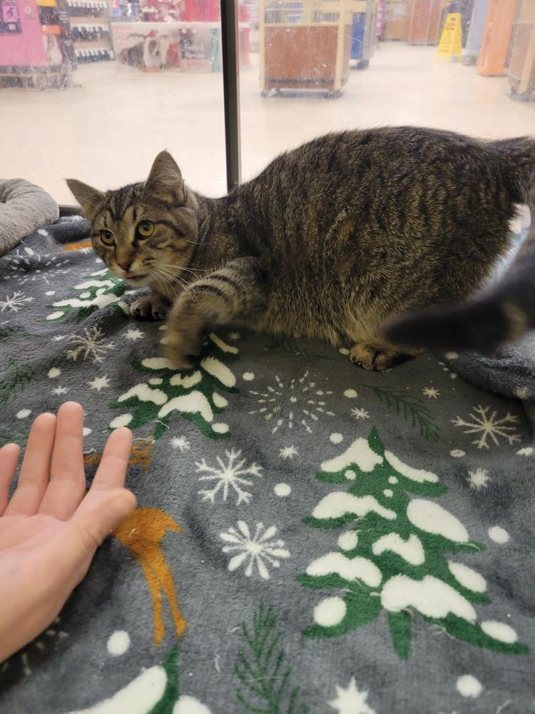 Enlarge Roar, a Adoptable Domestic Short Hair in Lorain, OH image 4/6