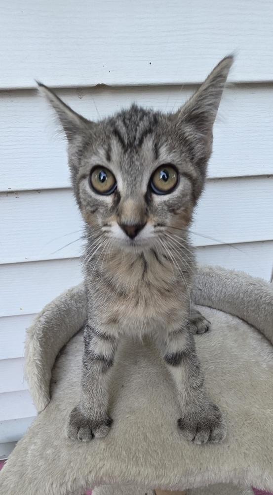 Roar, a Adoptable Domestic Short Hair in Lorain, OH image 5/6