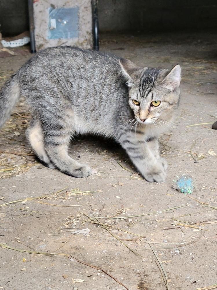 Roar, a Adoptable Domestic Short Hair in Lorain, OH image 6/6