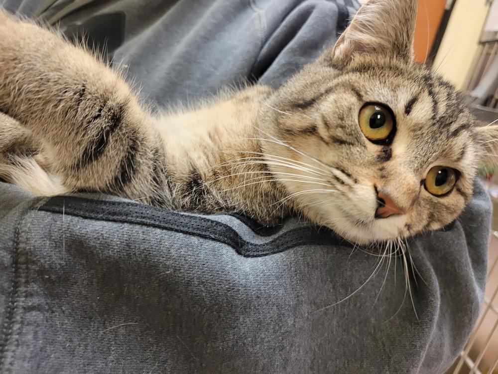 Enlarge Roar, a Adoptable Domestic Short Hair in Lorain, OH image 5/6