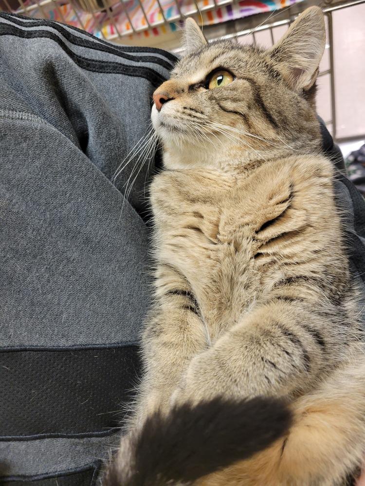 Enlarge Roar, a Adoptable Domestic Short Hair in Lorain, OH image 6/6