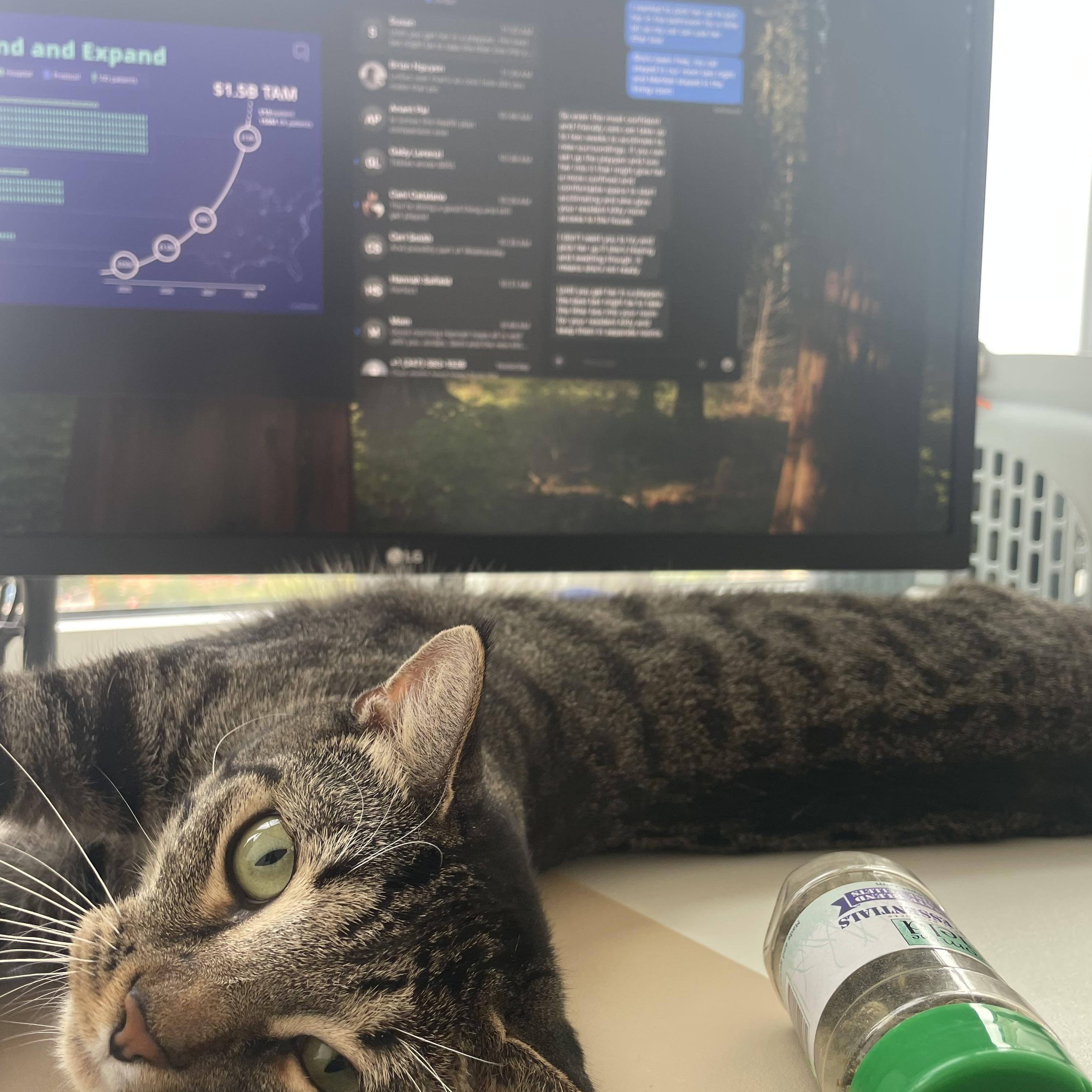 Enlarge MARIBEL - SO MUCH LOVE TO GIVE, a Adoptable Domestic Short Hair in New York, NY image 5/6