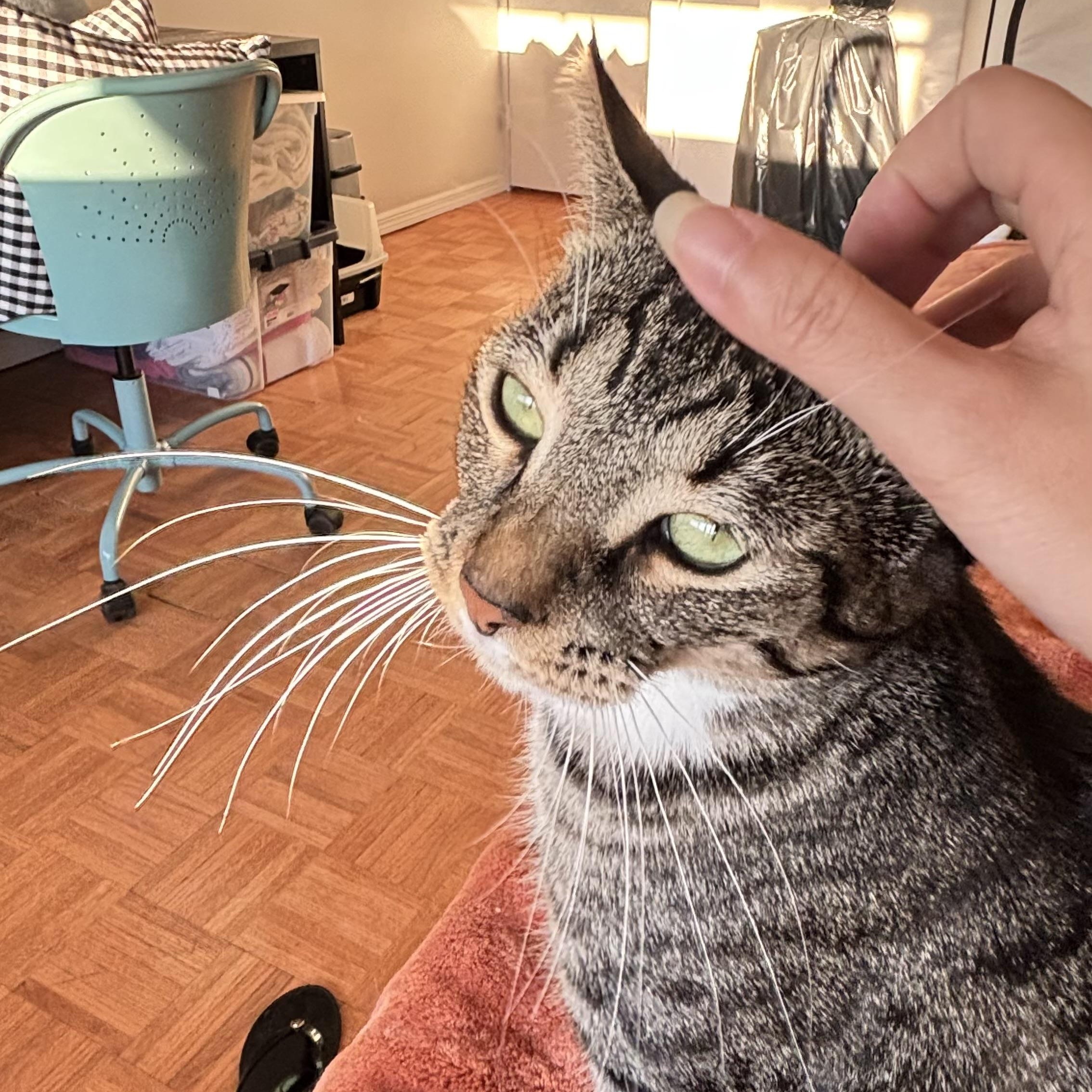 Enlarge MARIBEL - SO MUCH LOVE TO GIVE, a Adoptable Domestic Short Hair in New York, NY image 3/6