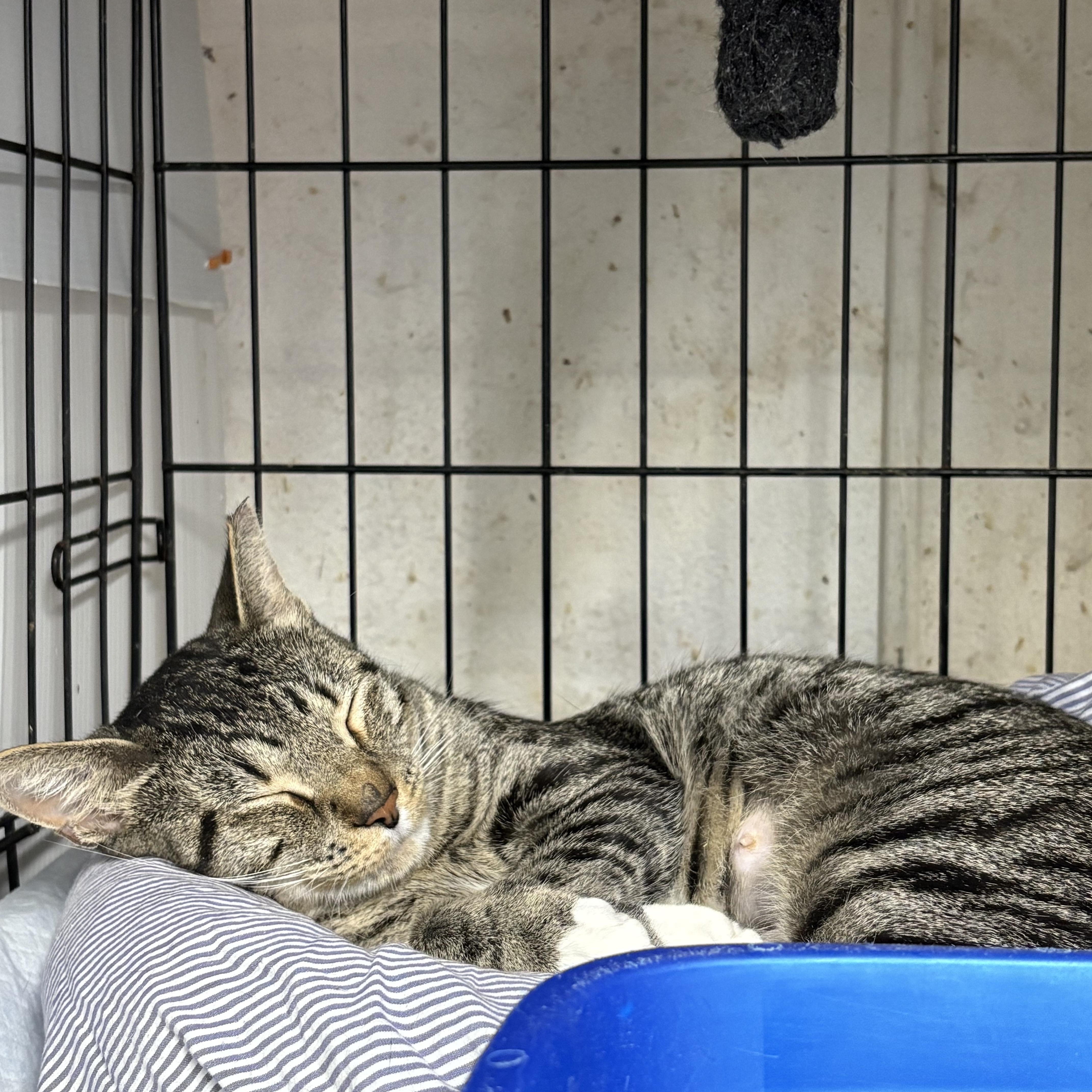 Enlarge MARIBEL - SO MUCH LOVE TO GIVE, a Adoptable Domestic Short Hair in New York, NY image 4/6