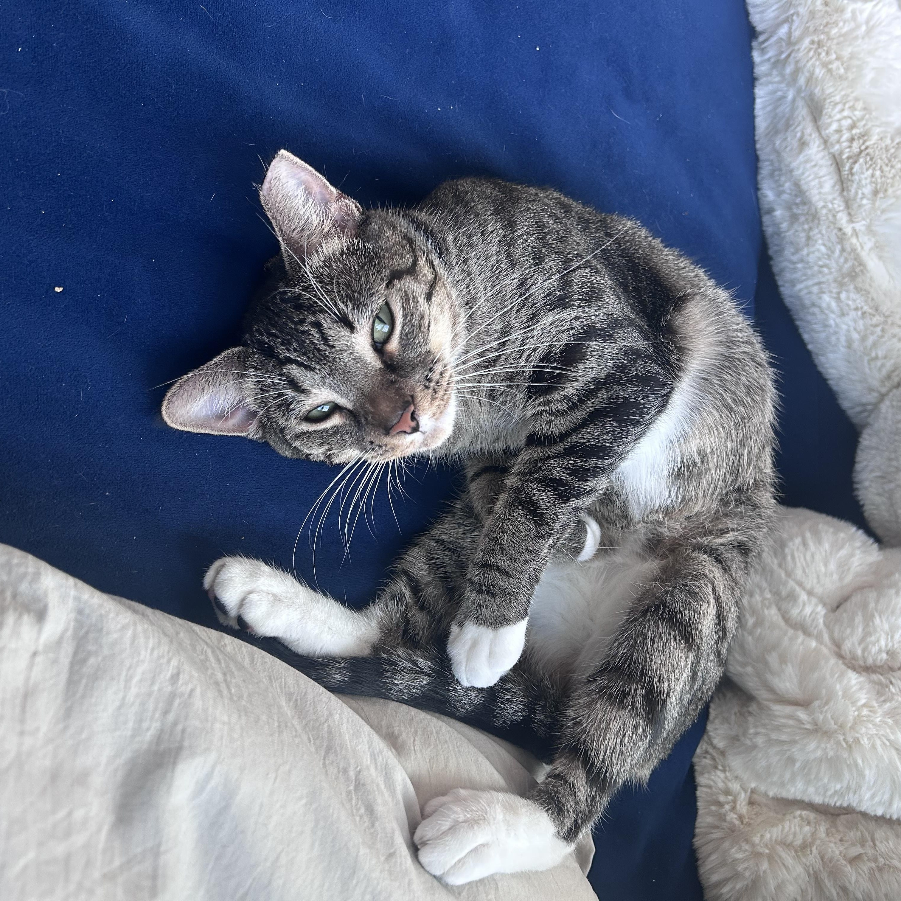 Enlarge MARIBEL - SO MUCH LOVE TO GIVE, a Adoptable Domestic Short Hair in New York, NY image 6/6