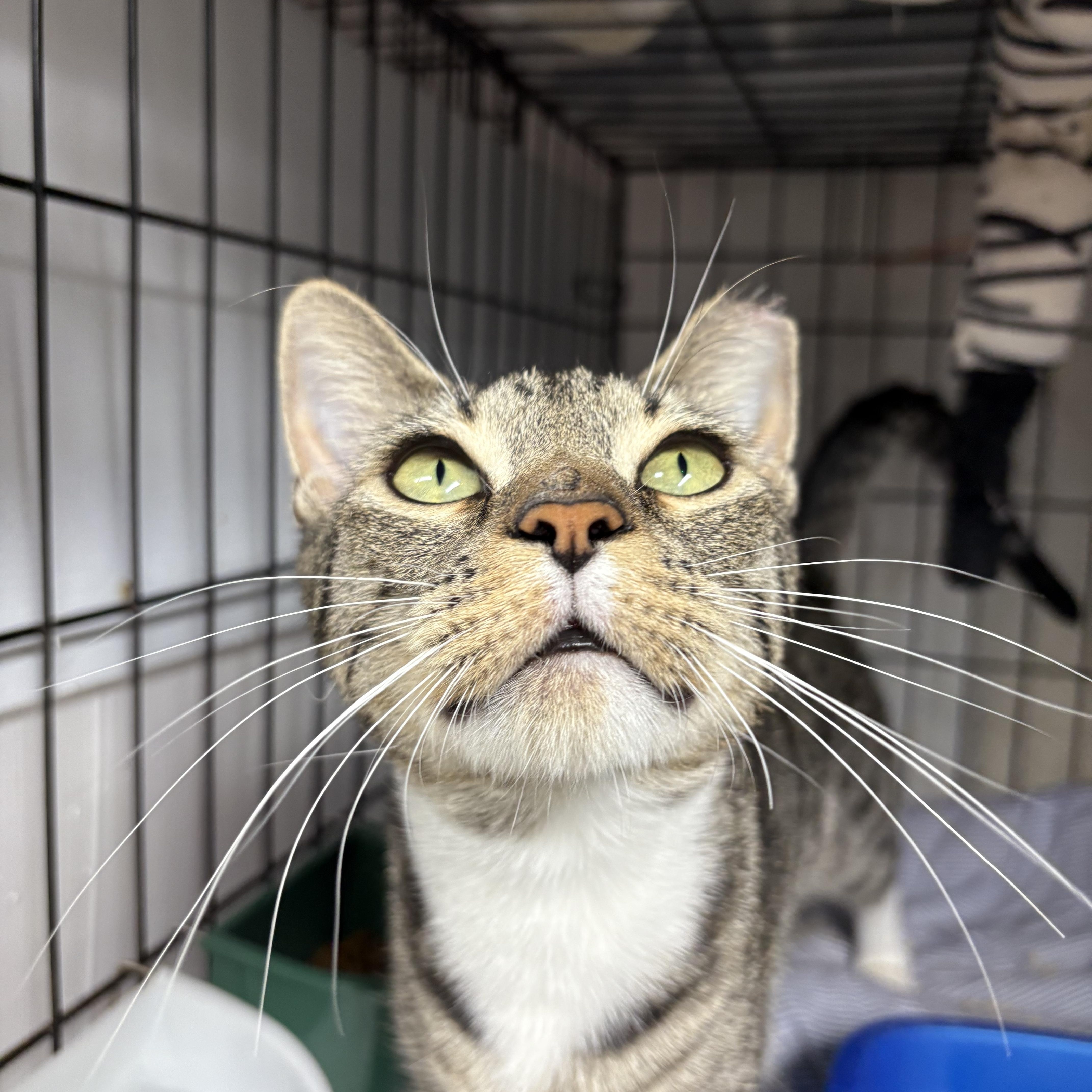 Enlarge MARIBEL - SO MUCH LOVE TO GIVE, a Adoptable Domestic Short Hair in New York, NY image 2/6