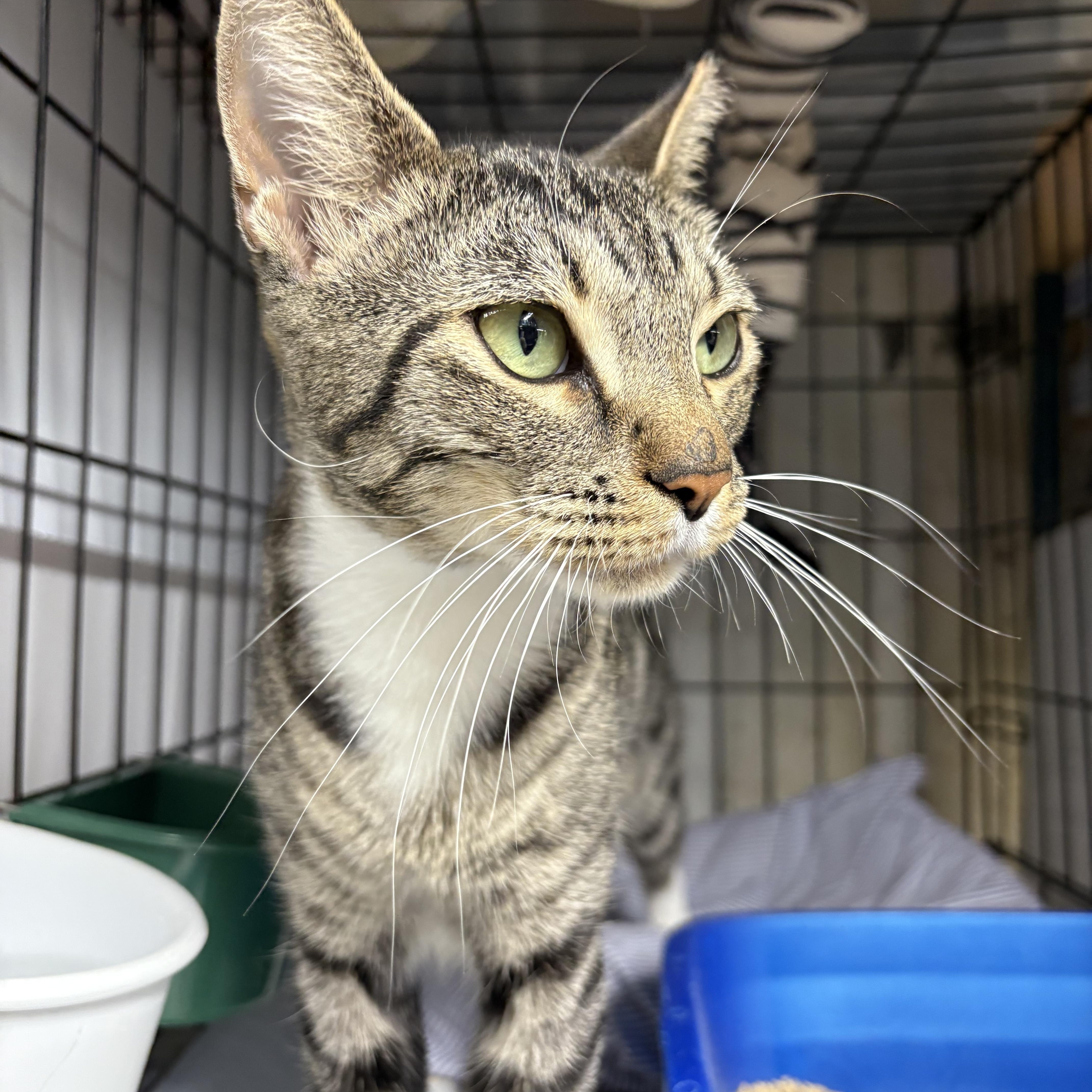 MARIBEL N. - SO MUCH LOVE TO GIVE Domestic Short Hair Cat