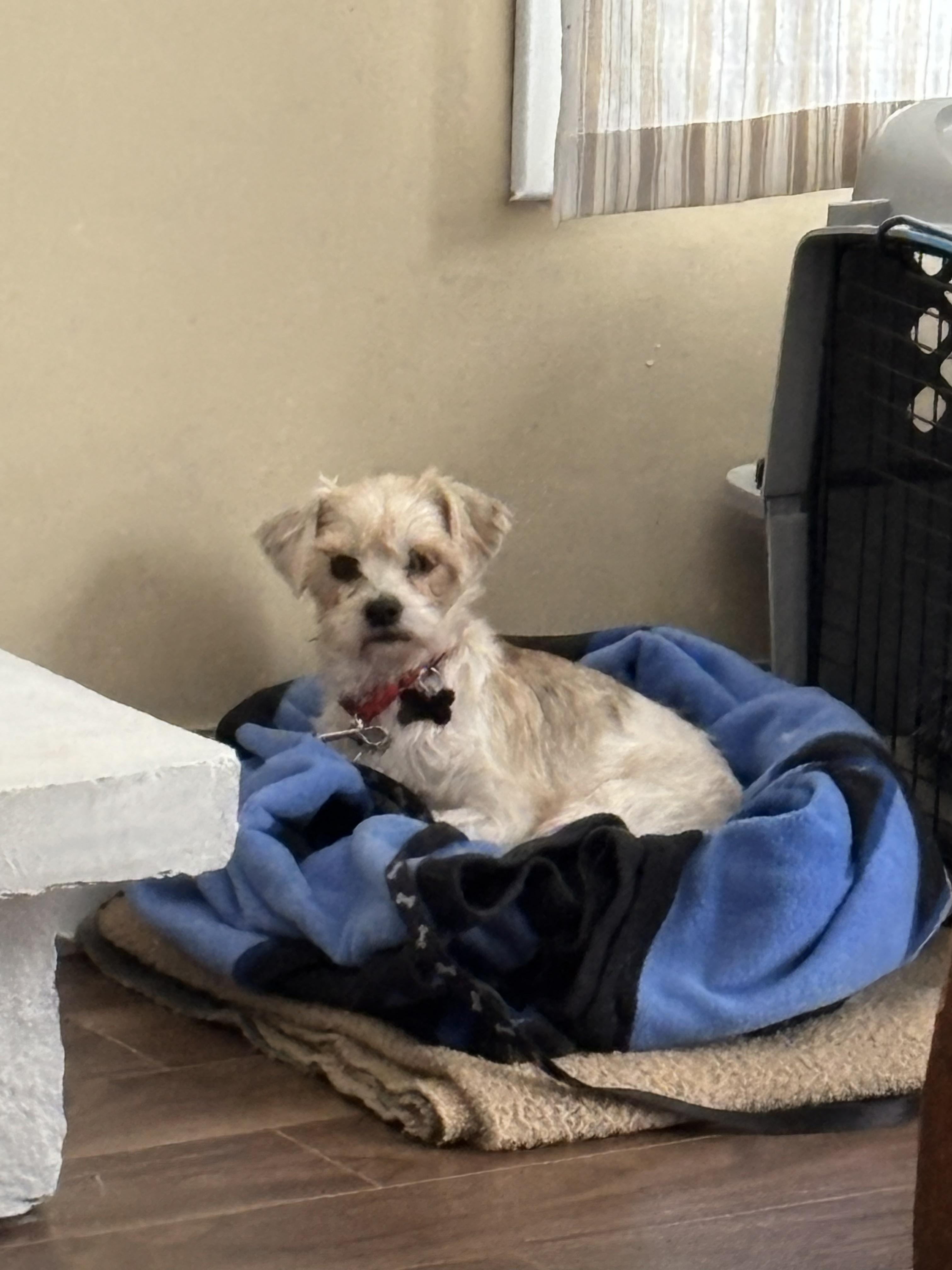 Enlarge Jojo, a ADOPTABLE mixed breed in Owen Sound, ON image 1/3