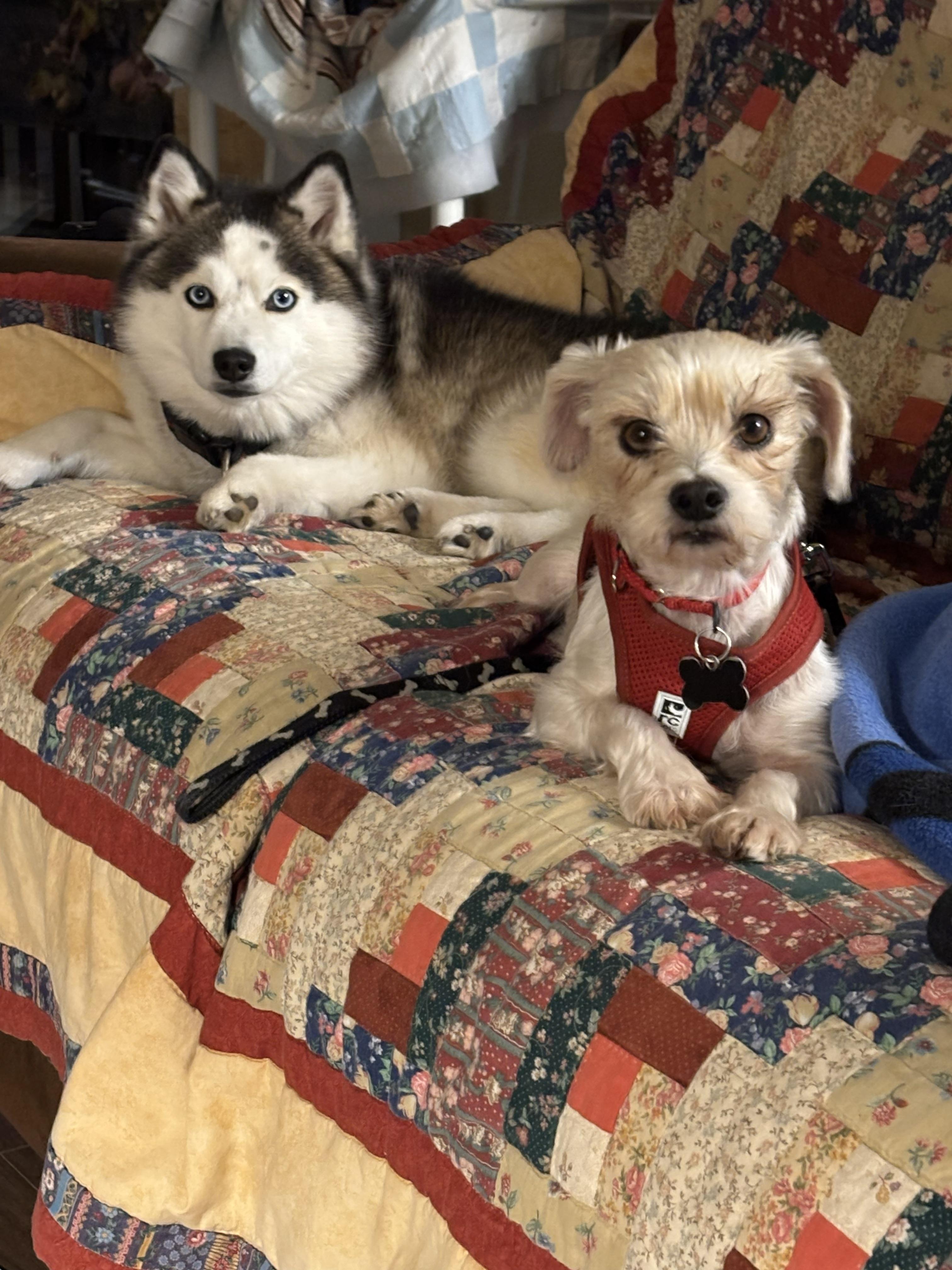 Enlarge Jojo, a ADOPTABLE mixed breed in Owen Sound, ON image 2/3