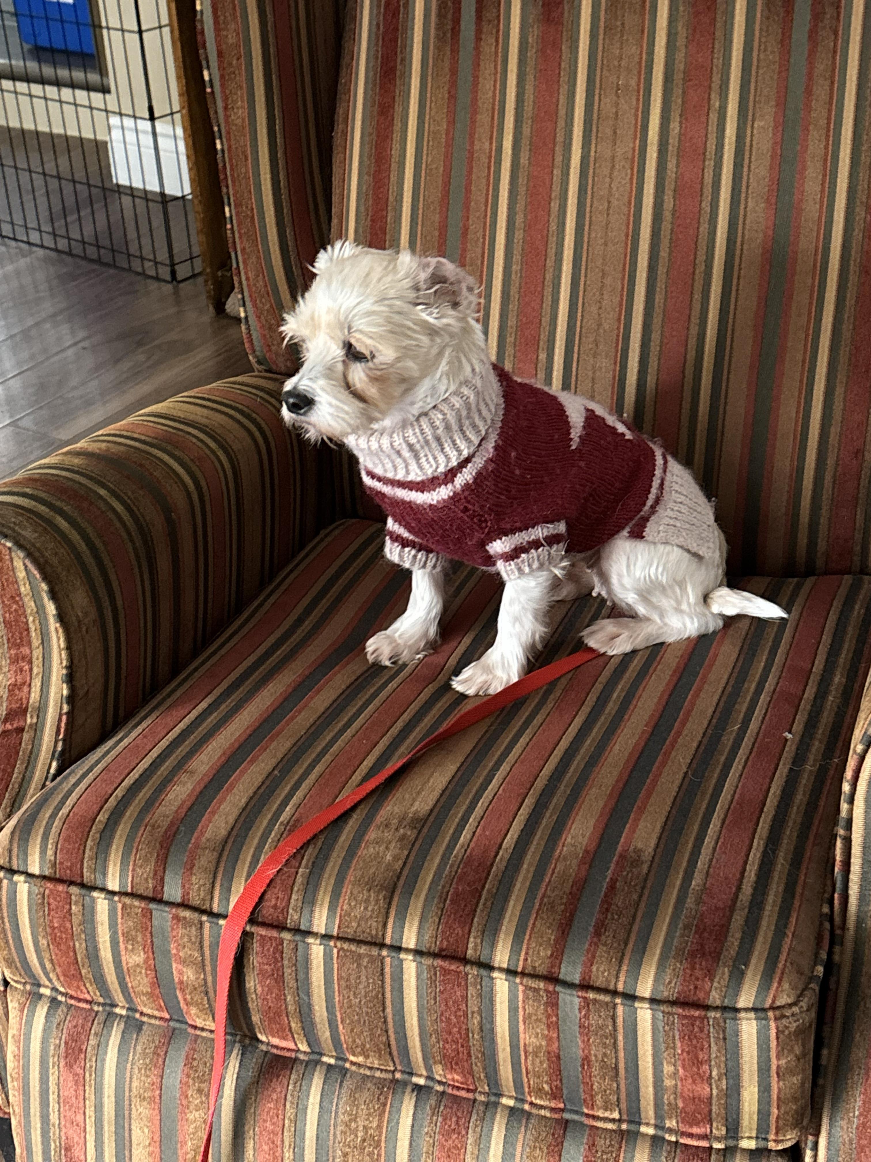 Enlarge Jojo, a ADOPTABLE mixed breed in Owen Sound, ON image 3/3