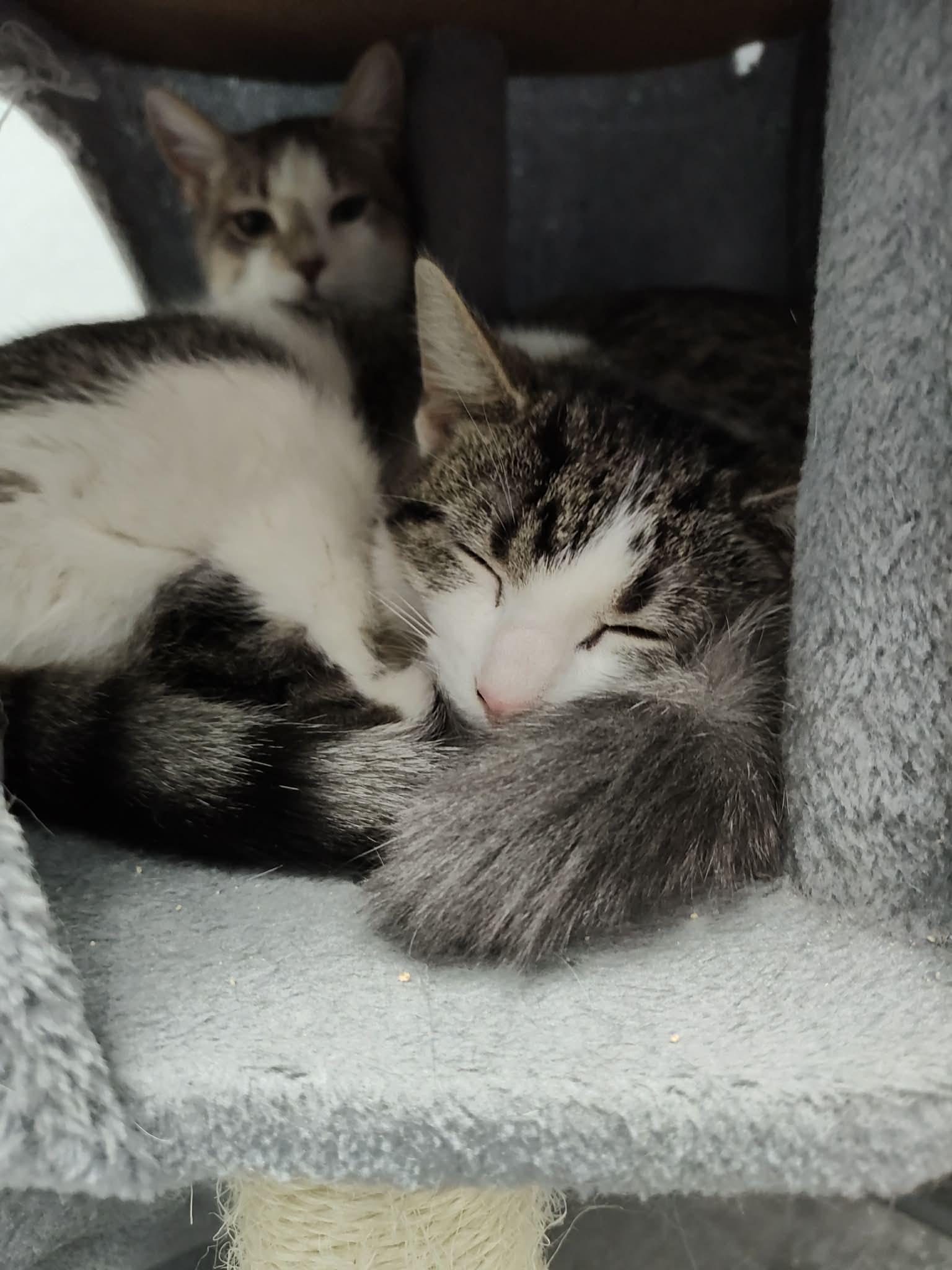 Enlarge Tabitha - Adorable and playful kitten, a Adoptable Domestic Short Hair in Hales Corners, WI image 5/6