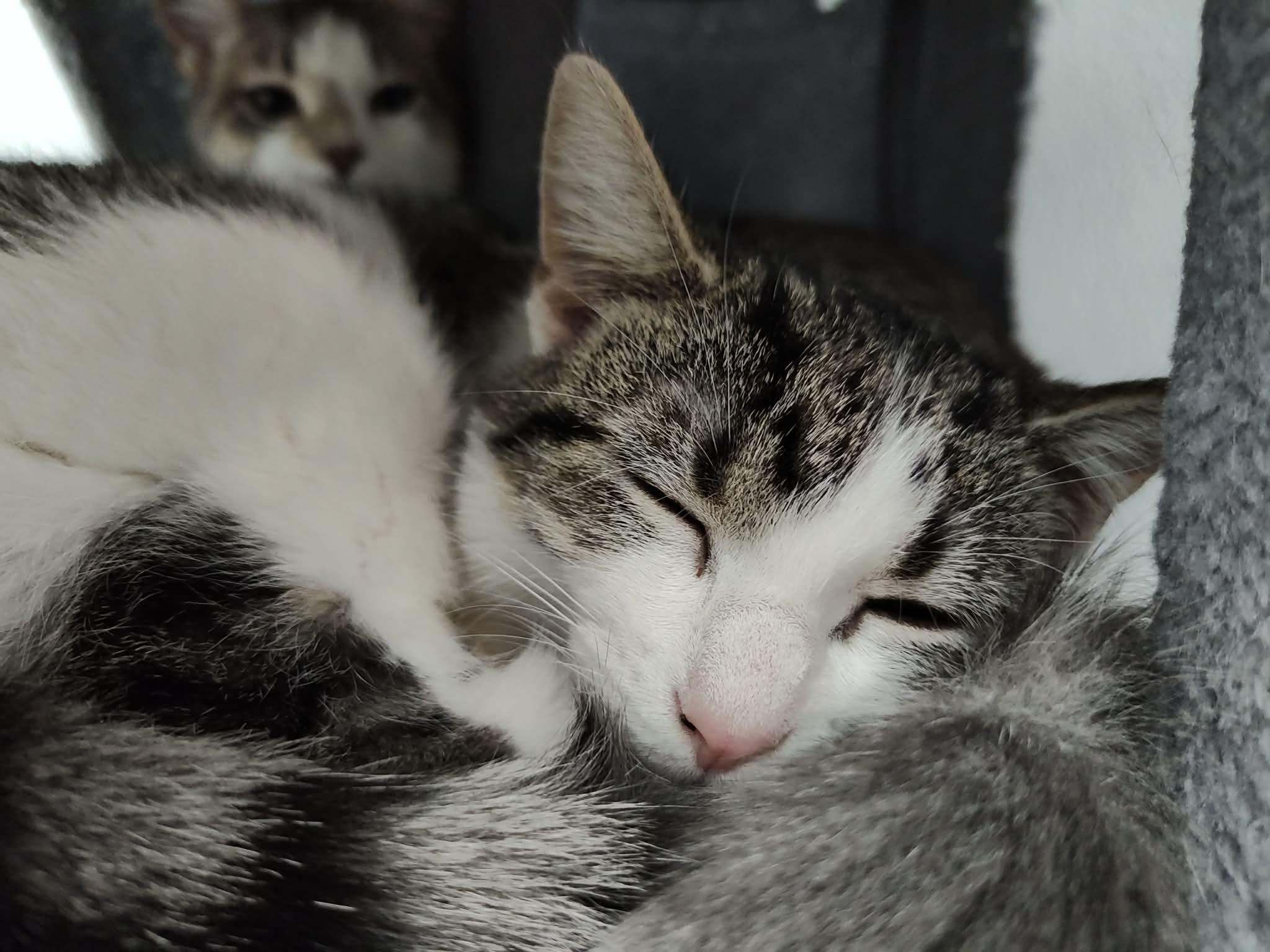 Enlarge Tabitha - Adorable and playful kitten, a Adoptable Domestic Short Hair in Hales Corners, WI image 1/6