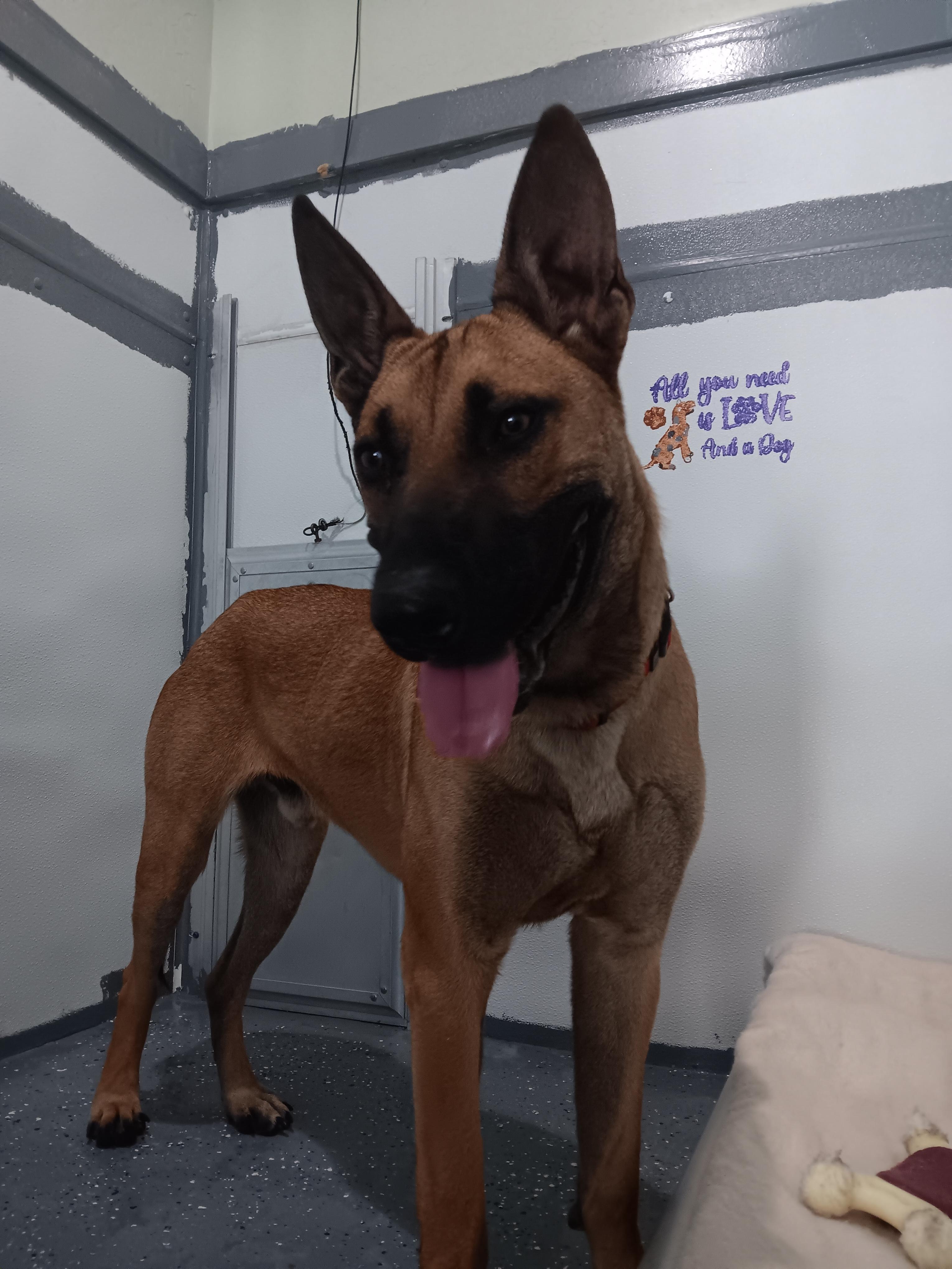 Kodiak, an adoptable Belgian Shepherd / Malinois in Polson, MT, 59860 | Photo Image 1