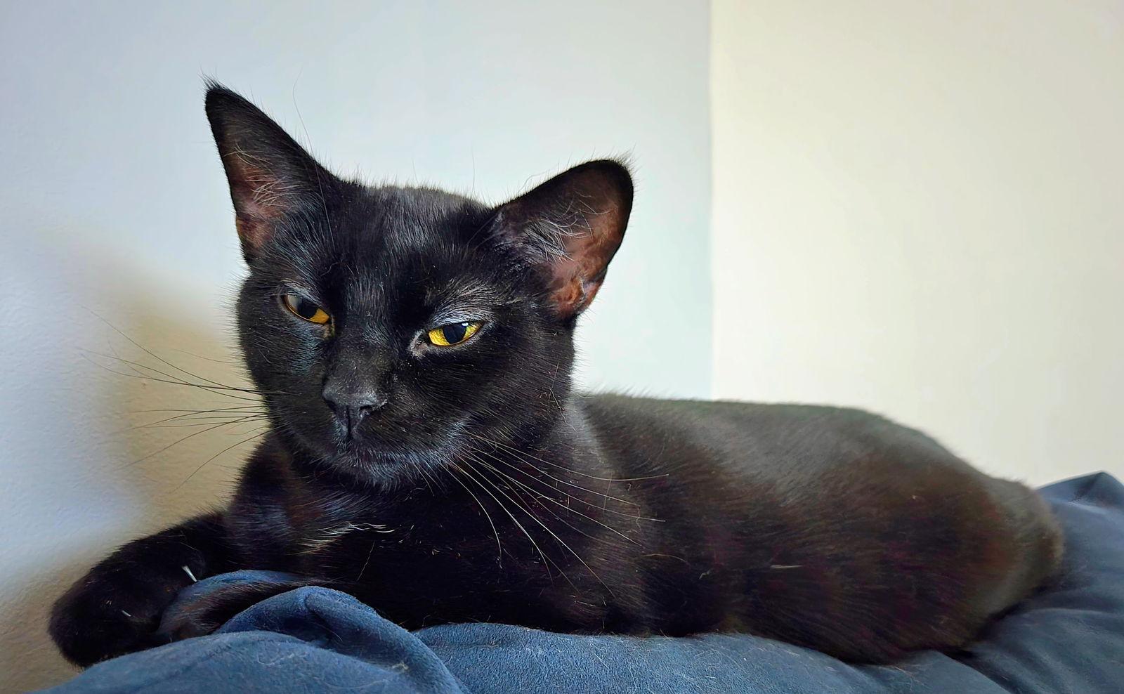 Kitty Purry, Adoptable, Young Female Domestic Short Hair.