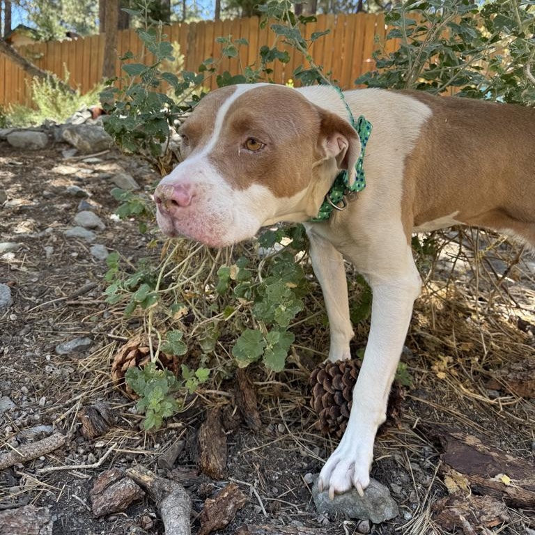 Benny, Young Female unknown