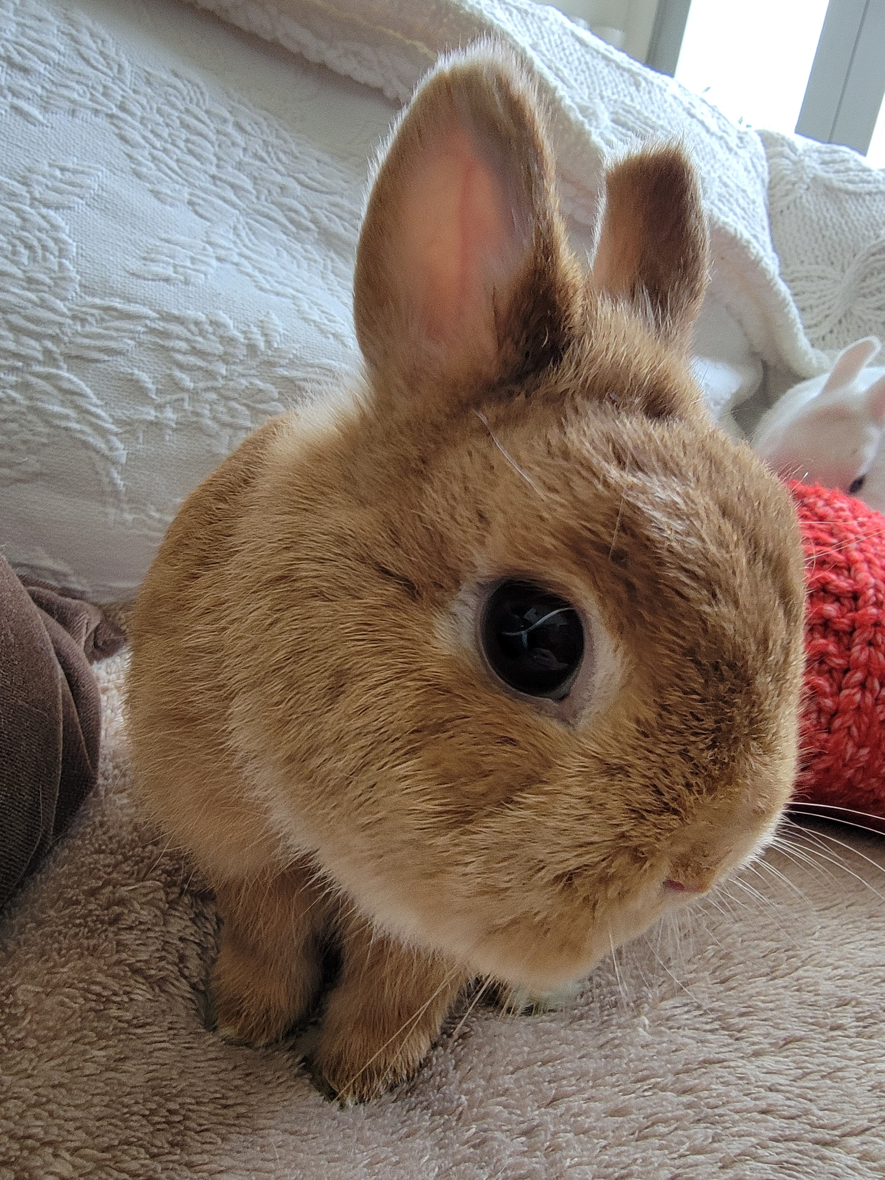 Enlarge Chase, a Adoptable Netherland Dwarf in Los Angeles, CA image 1/10