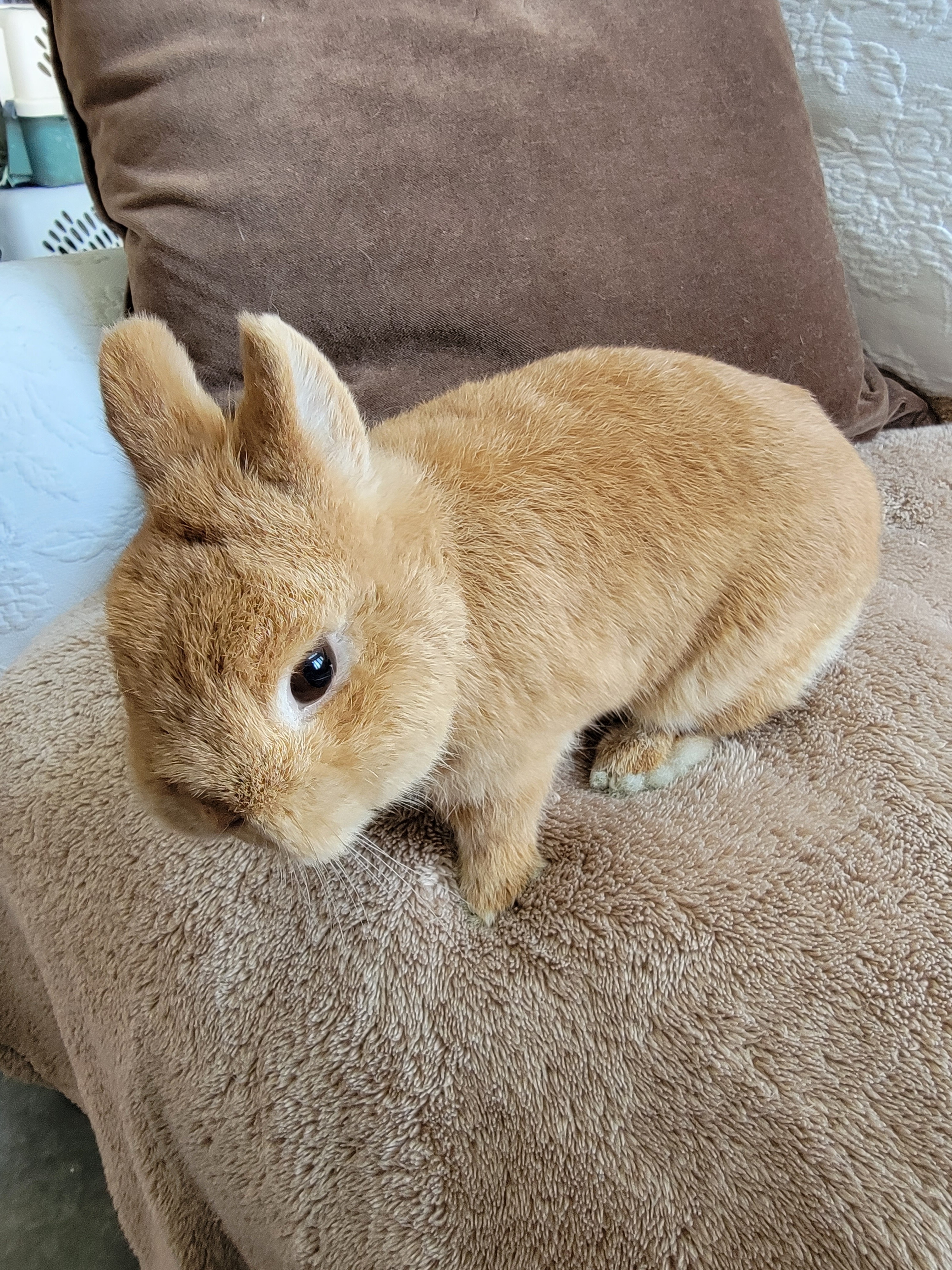 Enlarge Chase, a Adoptable Netherland Dwarf in Los Angeles, CA image 2/10