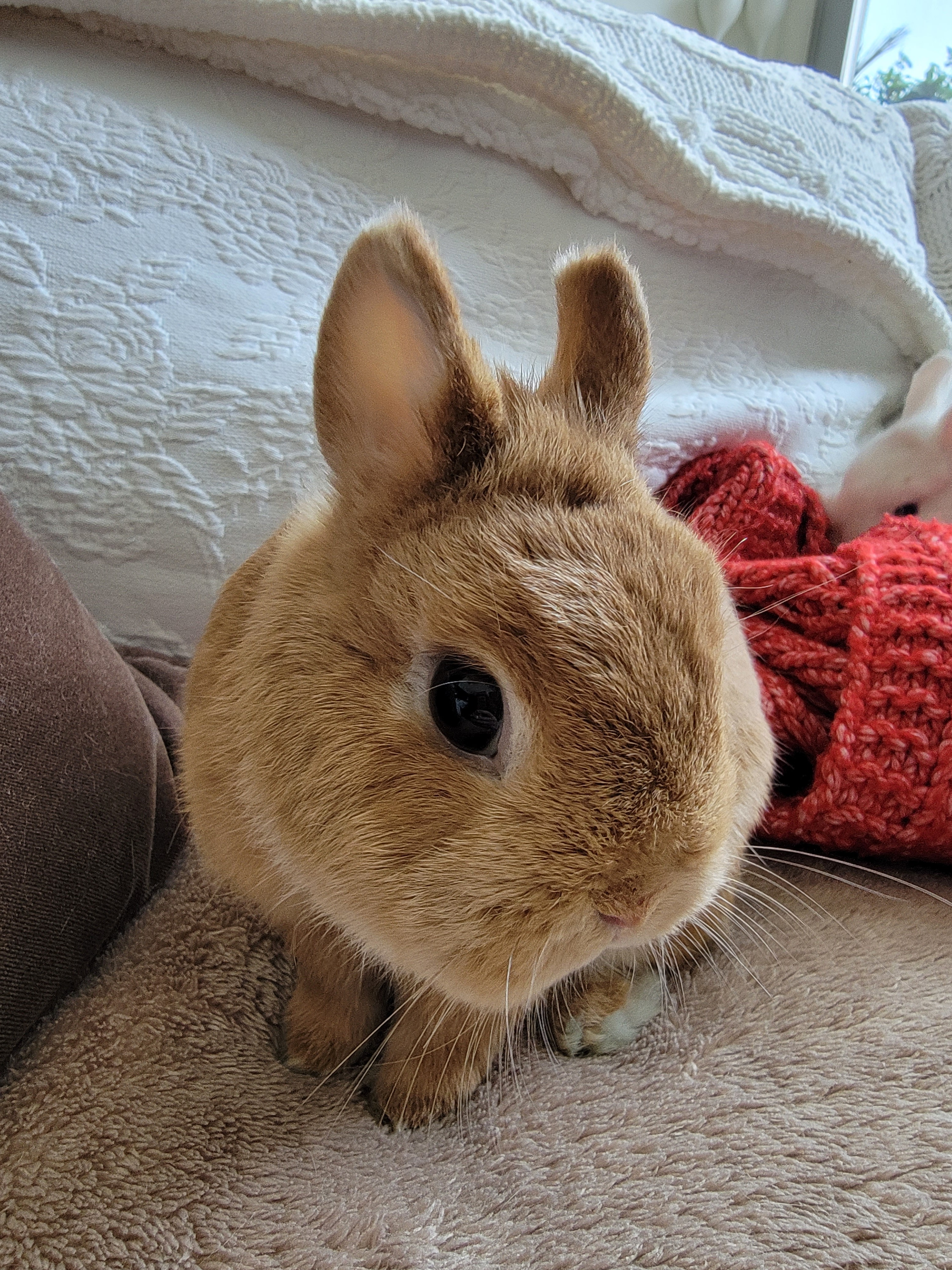 Enlarge Chase, a Adoptable Netherland Dwarf in Los Angeles, CA image 3/10