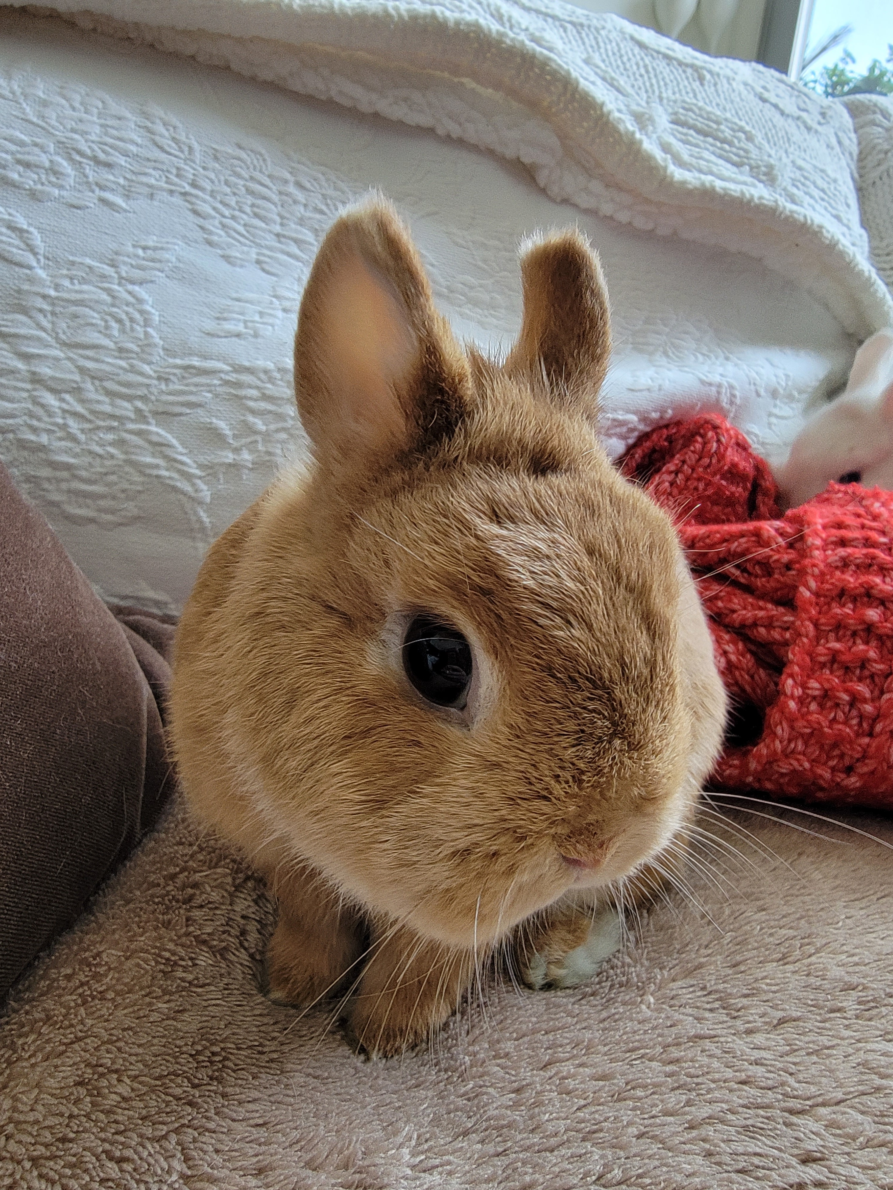 This sweet loving Netherland Dwarf is seeking their forever home If you are interested in adopting