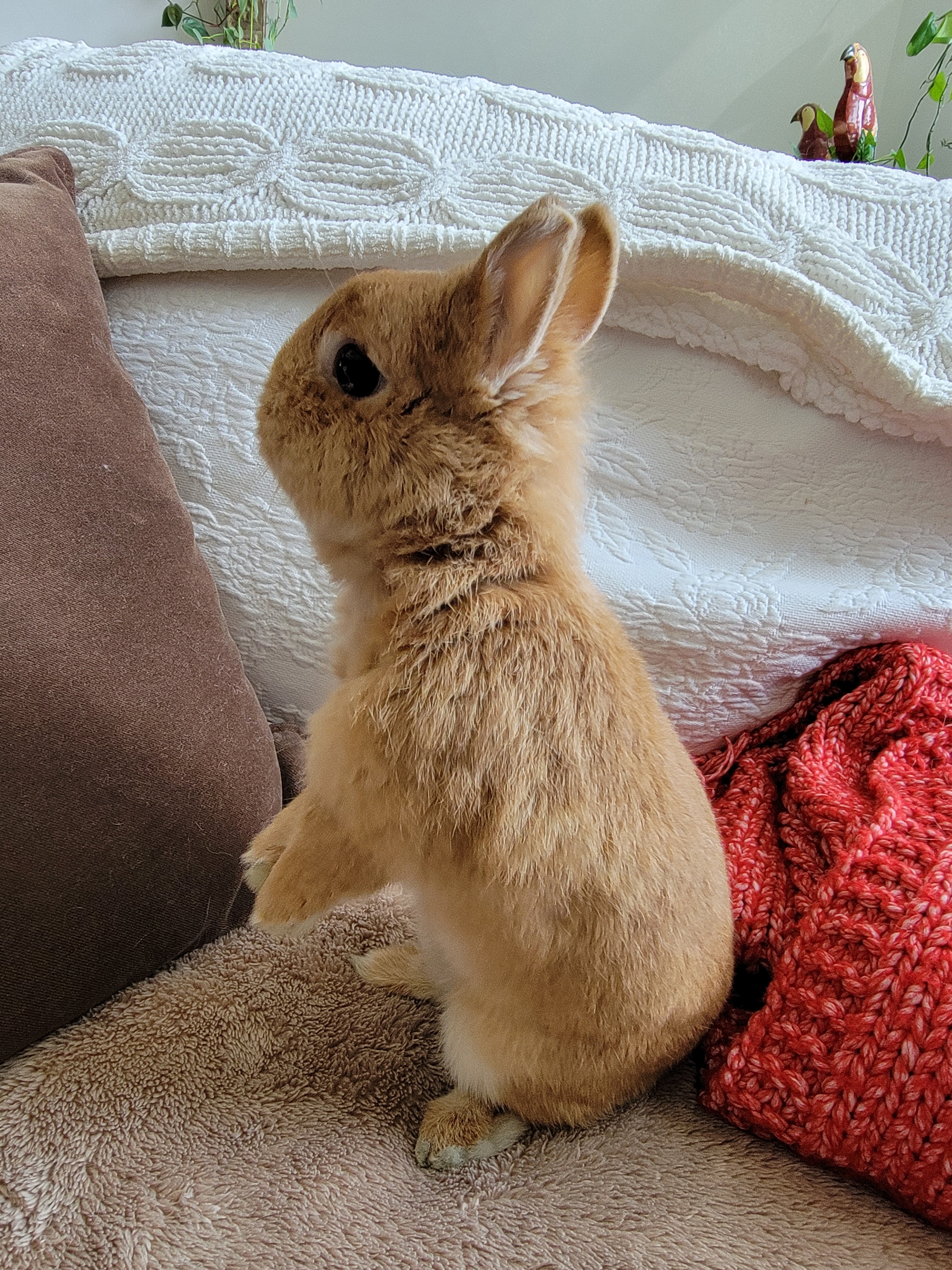 Enlarge Chase, a Adoptable Netherland Dwarf in Los Angeles, CA image 4/10